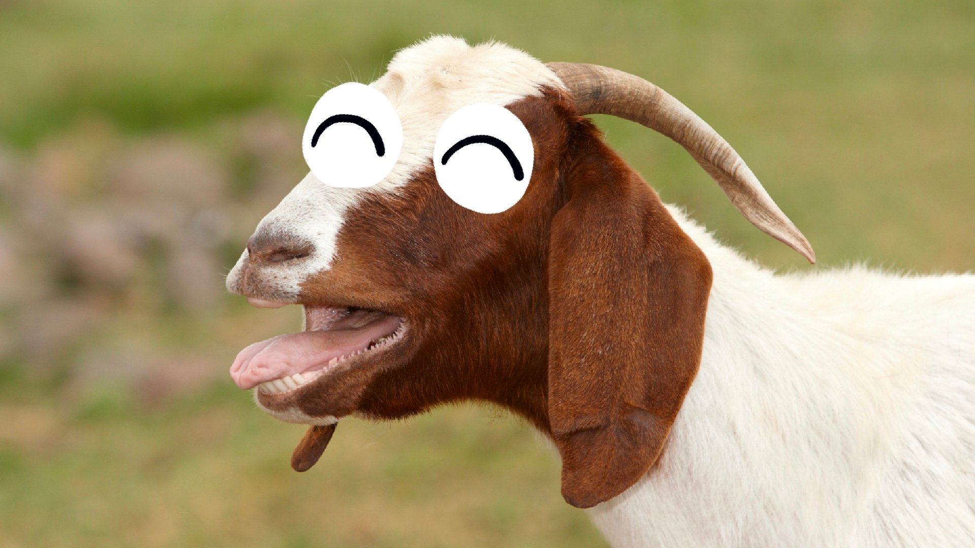 A burping goat