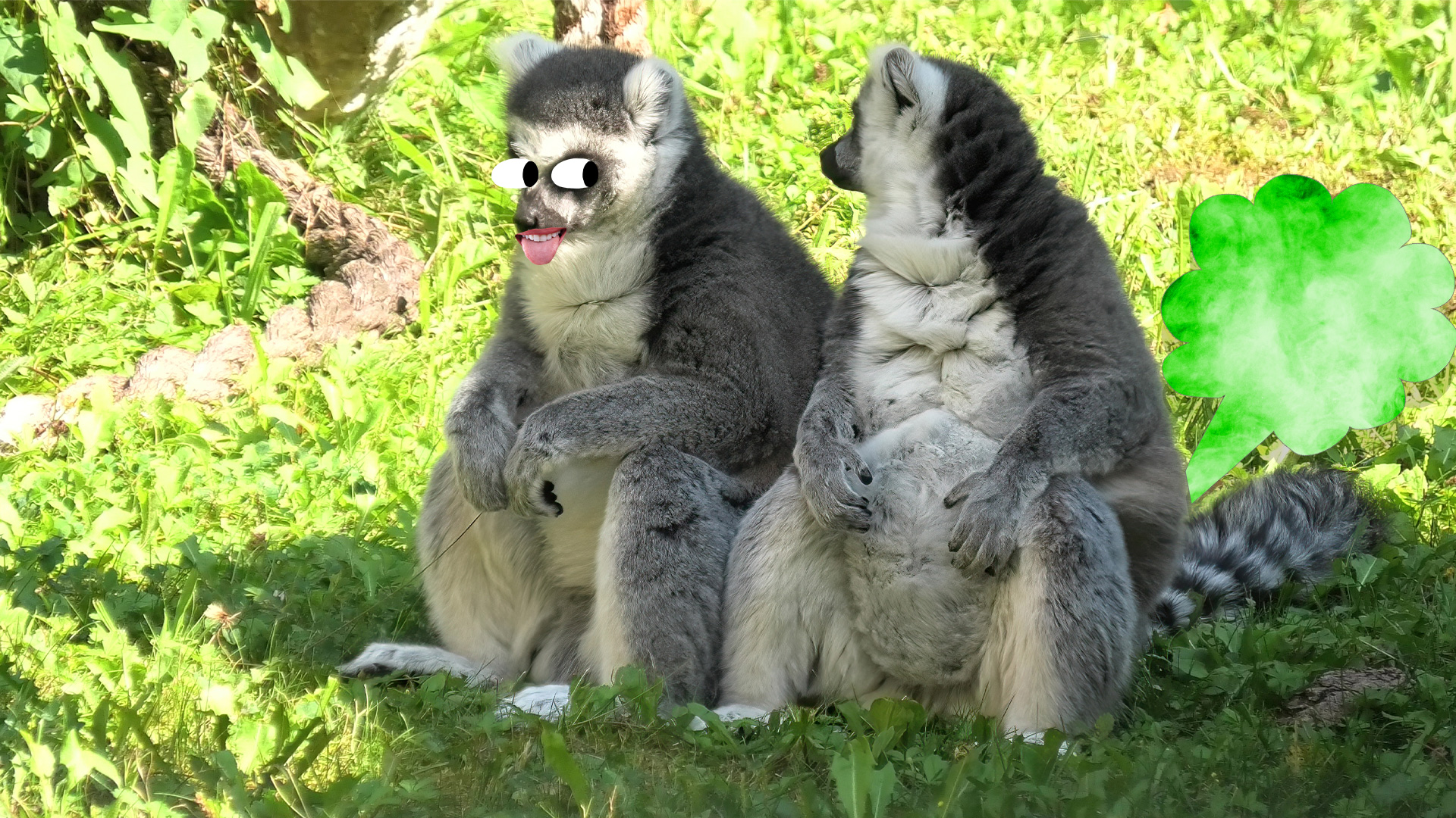 Lemurs farting
