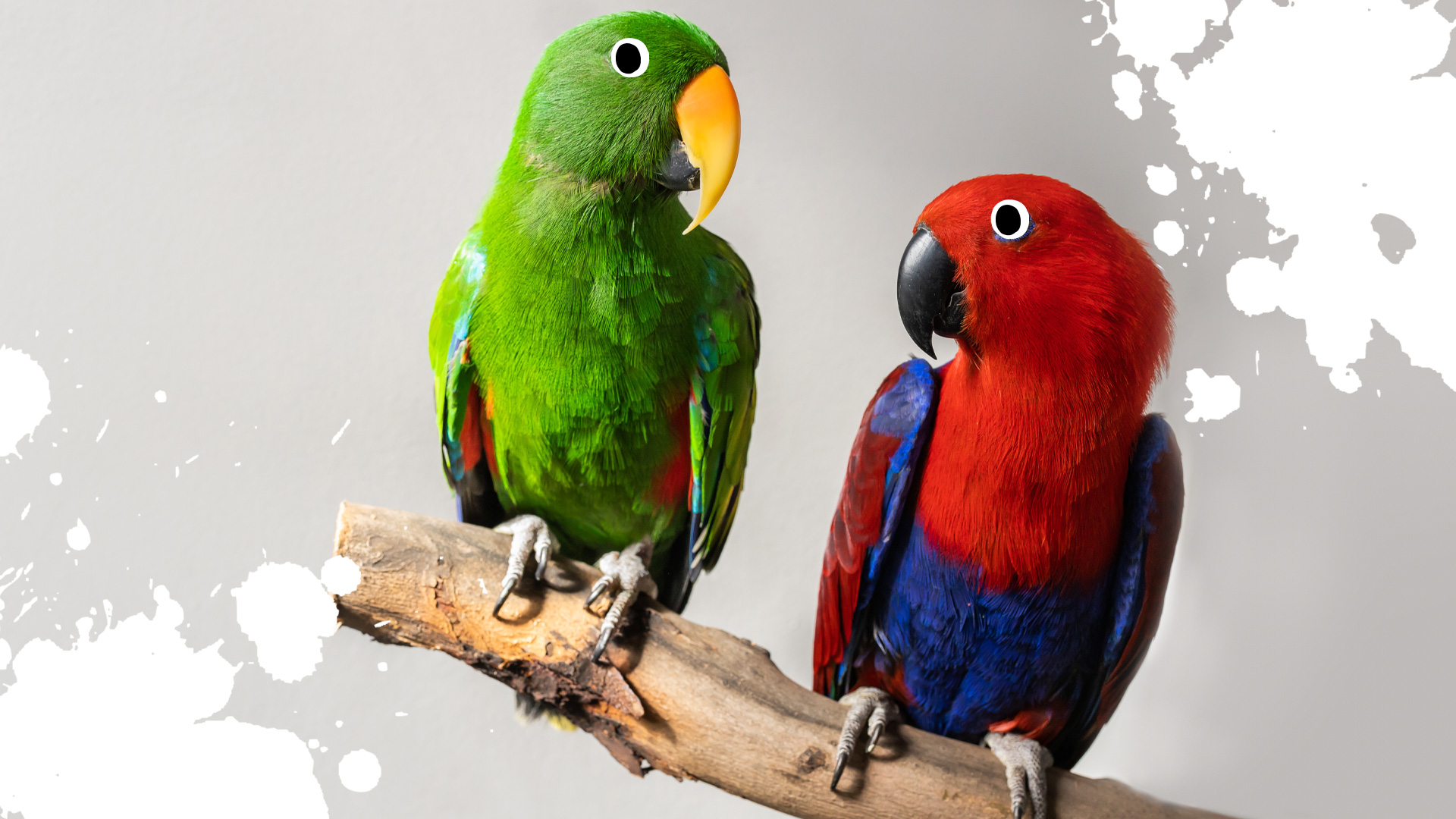 Two parrots sat on a perch