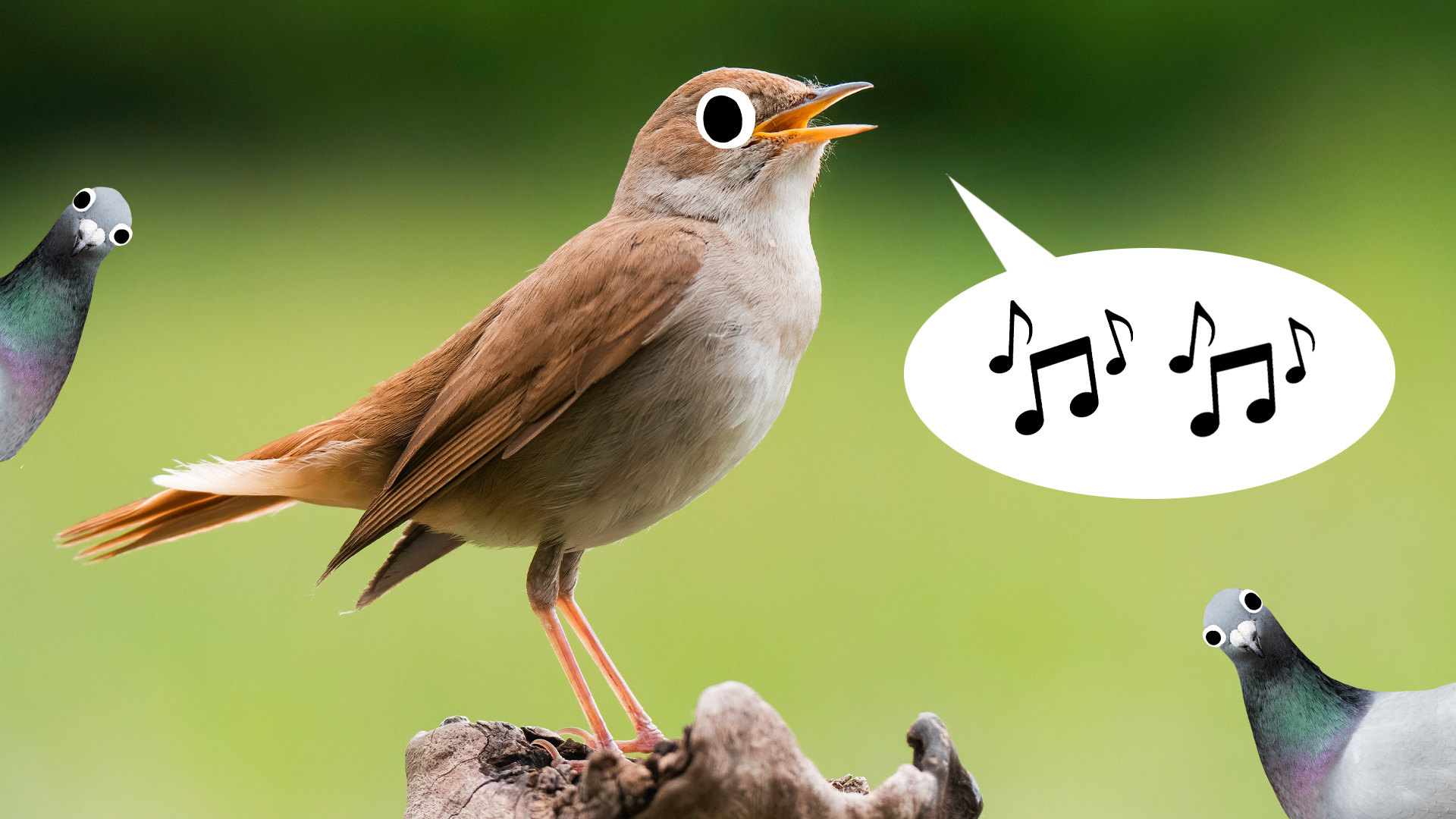 A bird singing