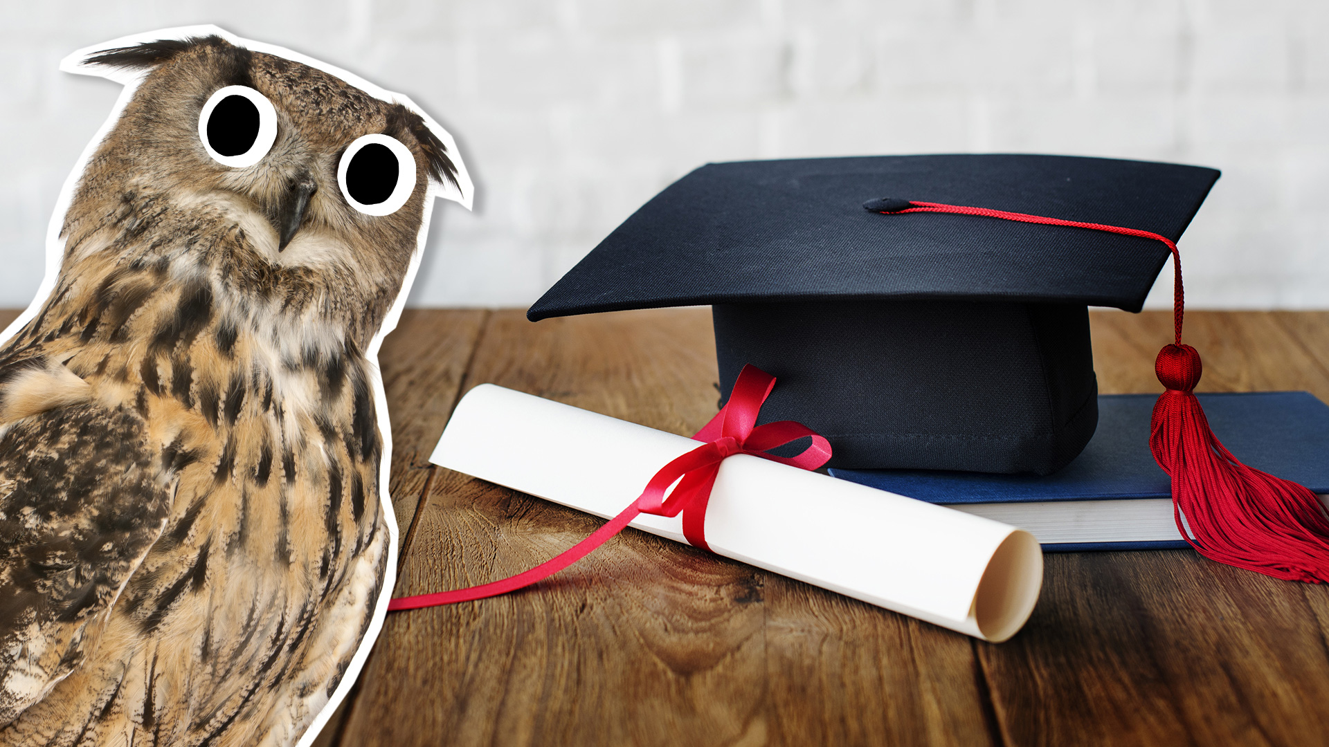 An owl with a mortar board and certificate 