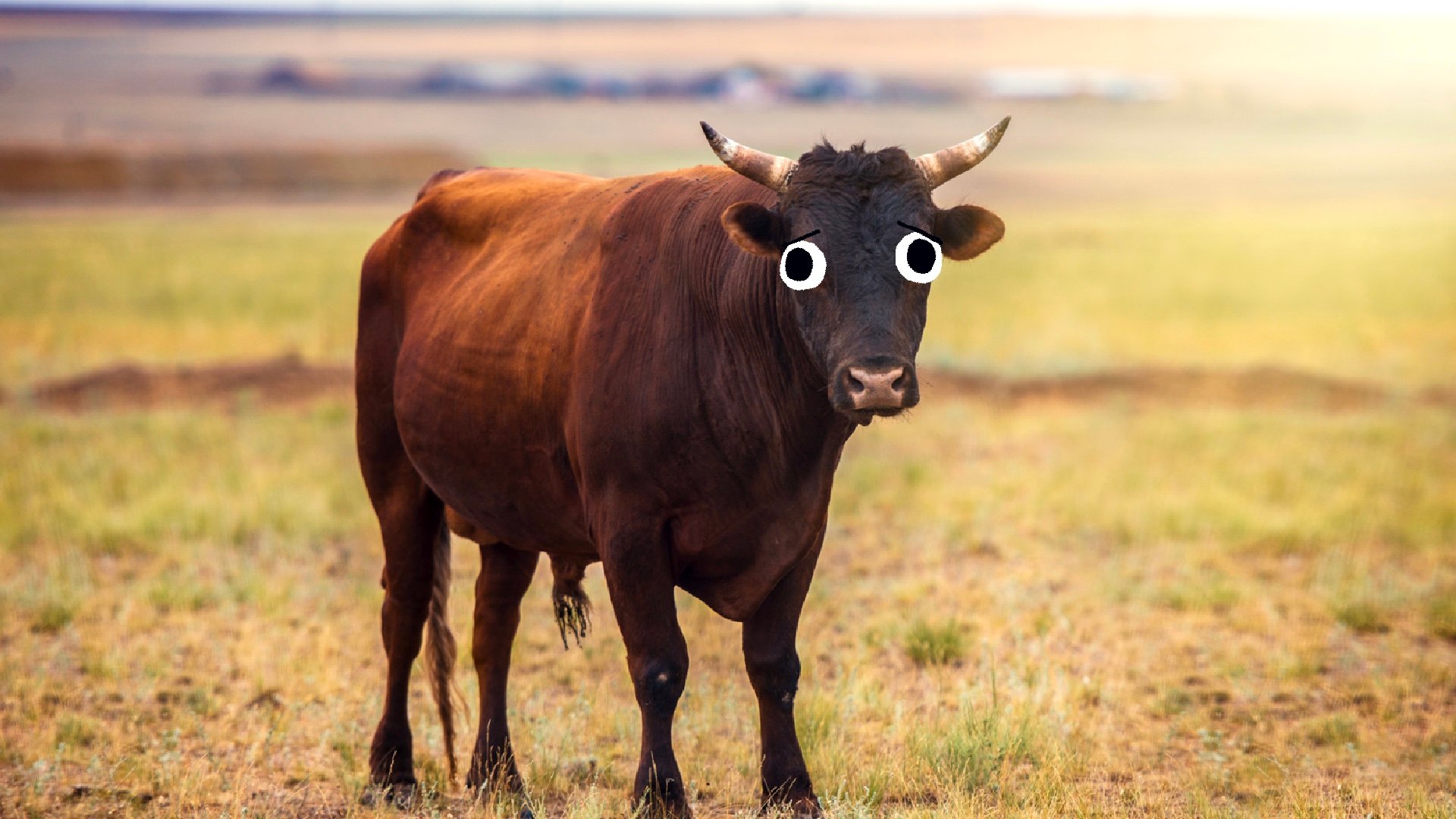 A bull standing in a field