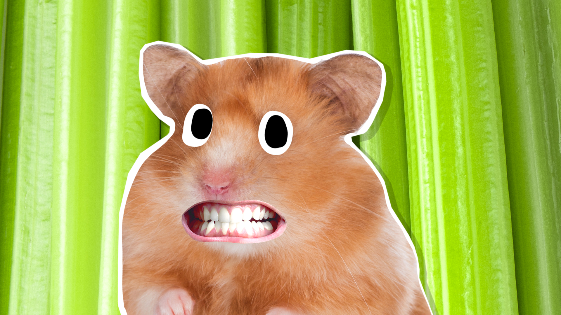 A hamster looking awkward