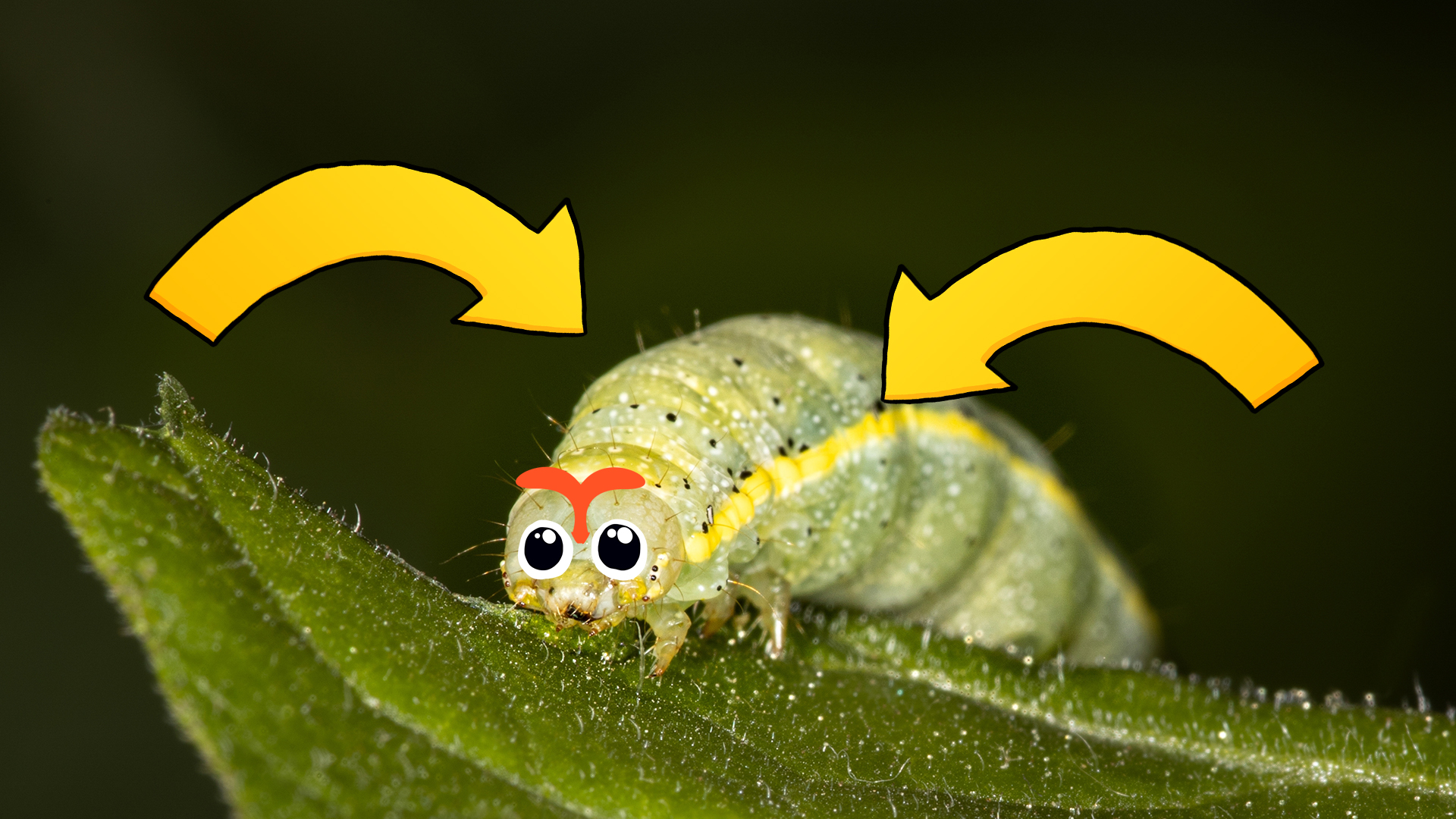 A caterpillar with large eyebrows