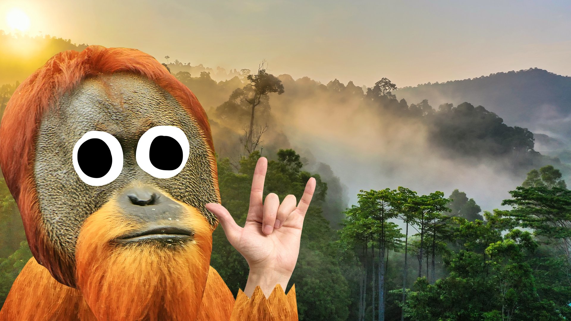 An orangutan in the forest