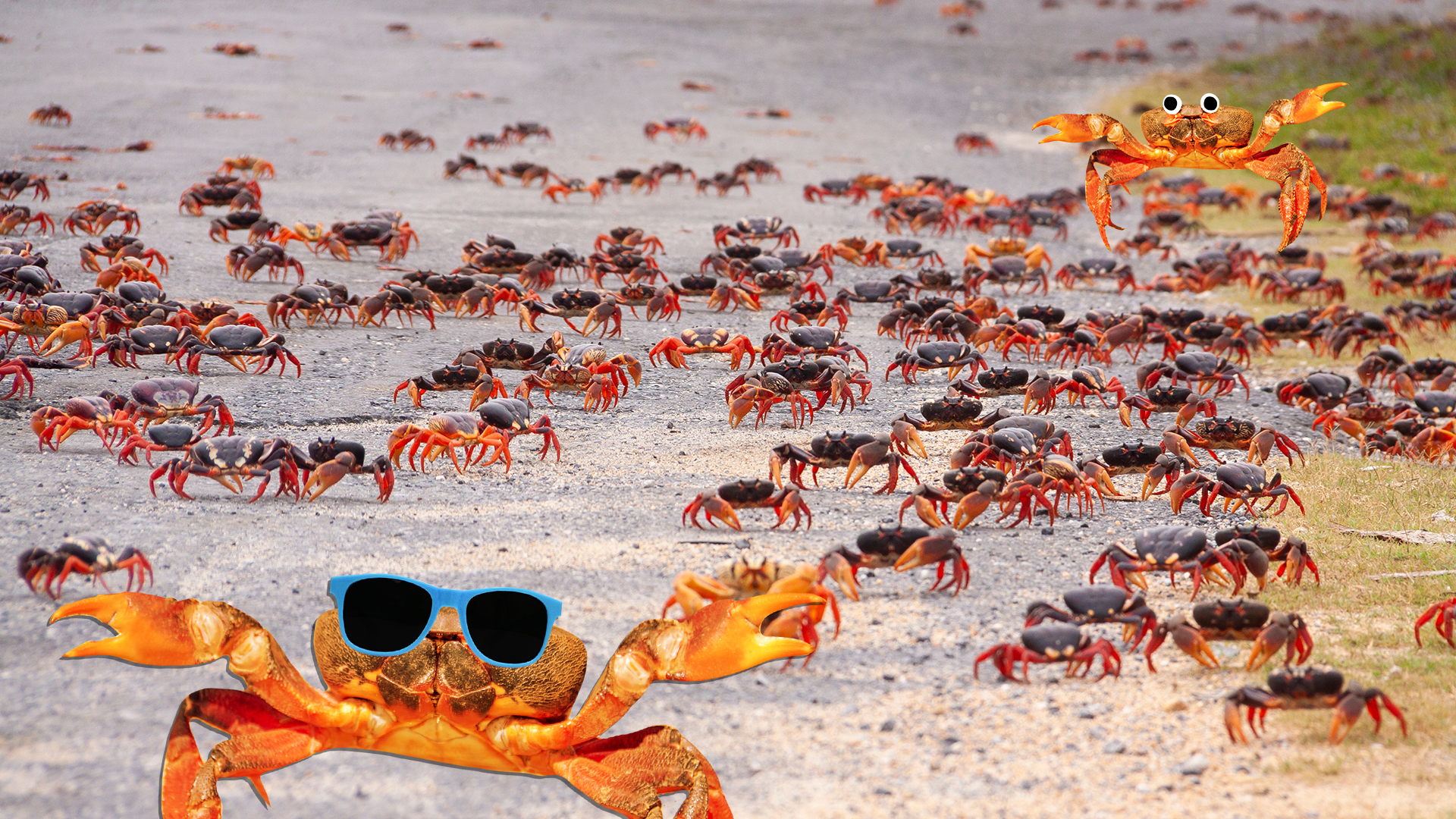 Migrating crabs