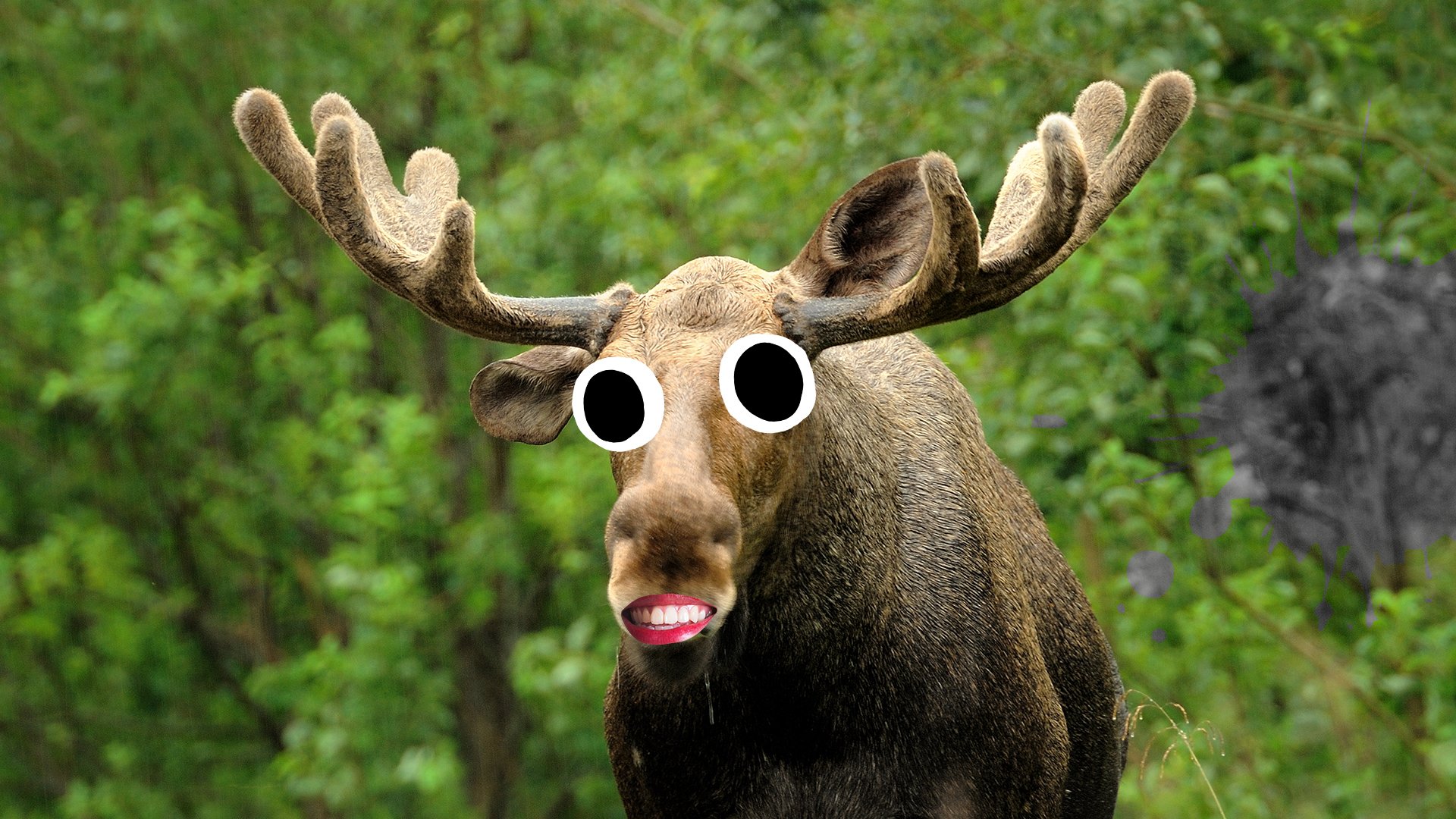 A dribbly moose