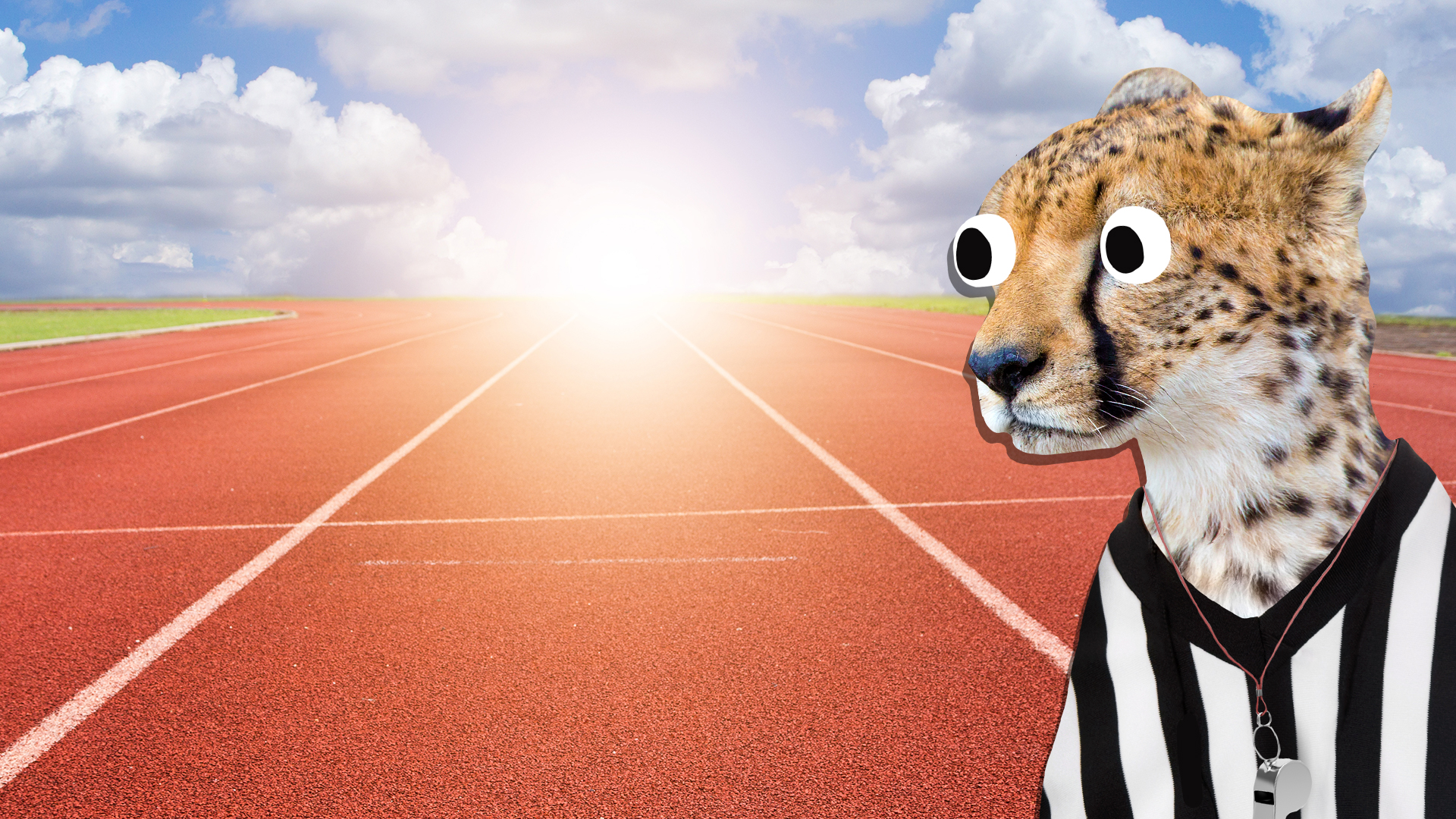 A cheetah on a running track