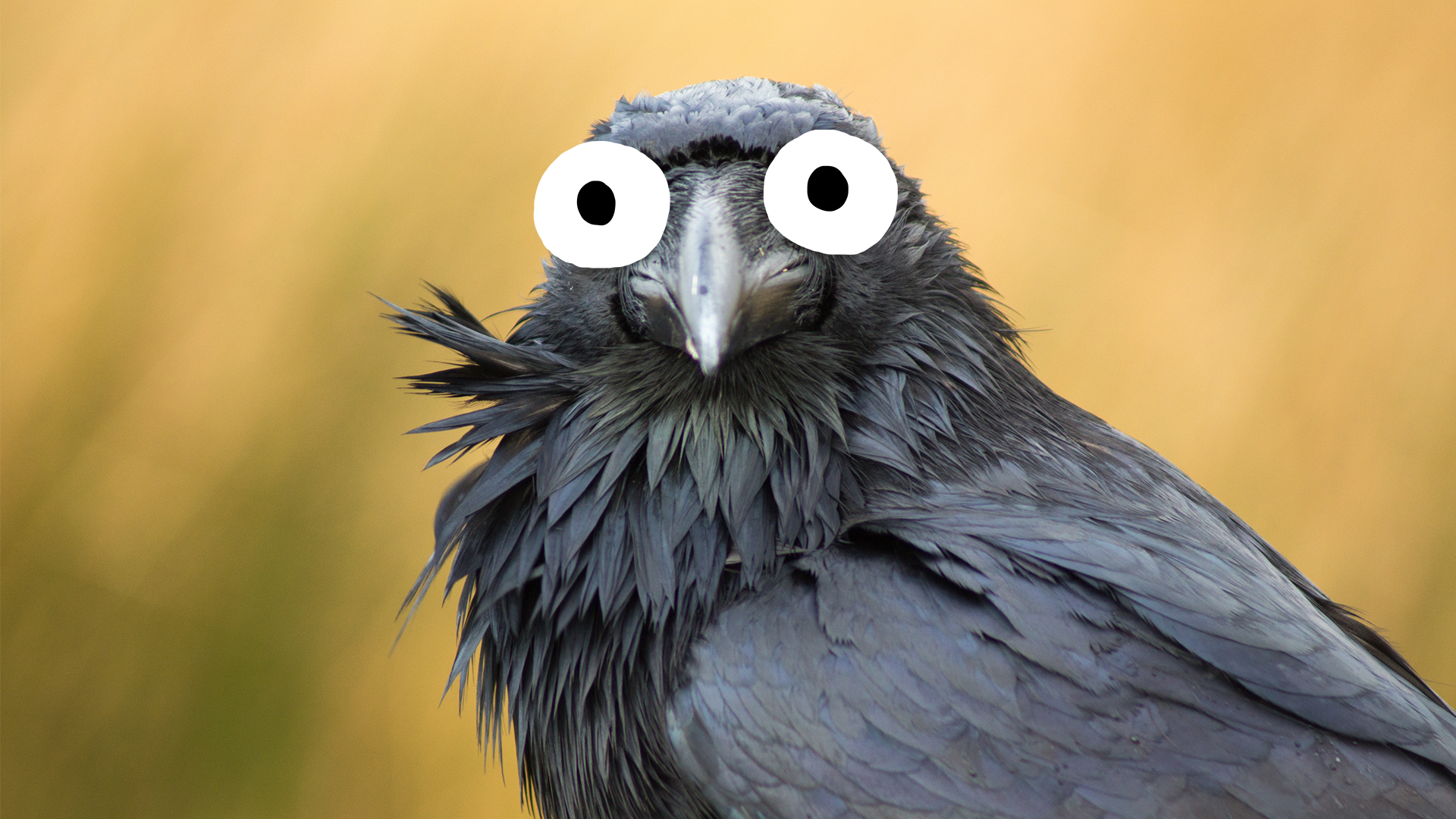 A crow staring at you for the answer