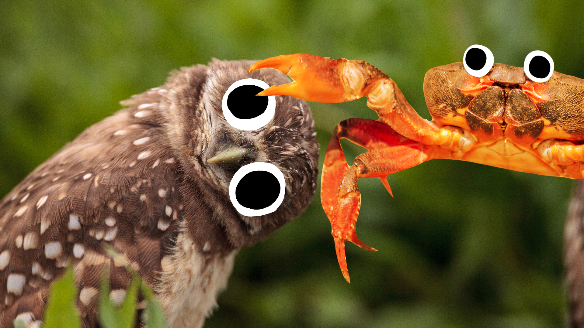 A quirky owl and crab