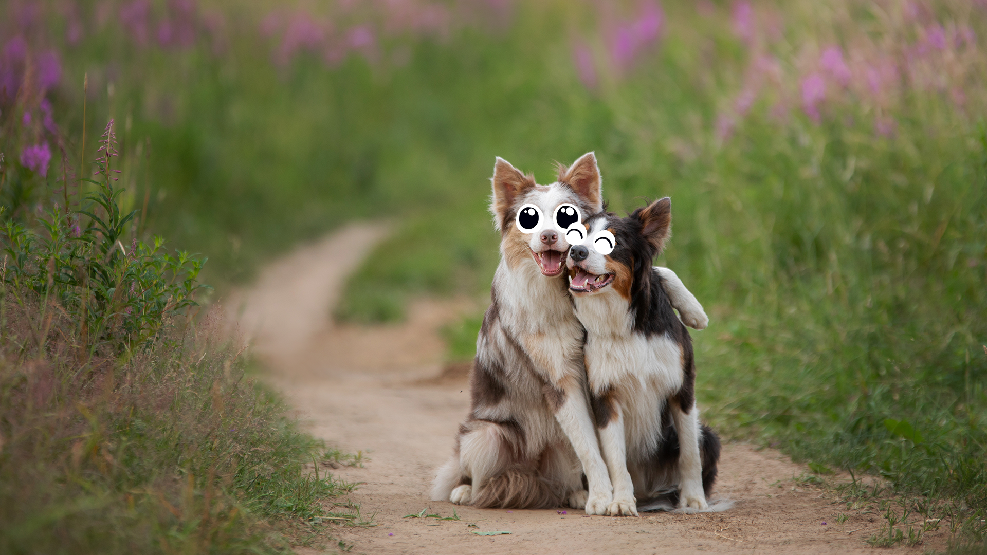 Two dogs taking a break in a country lane