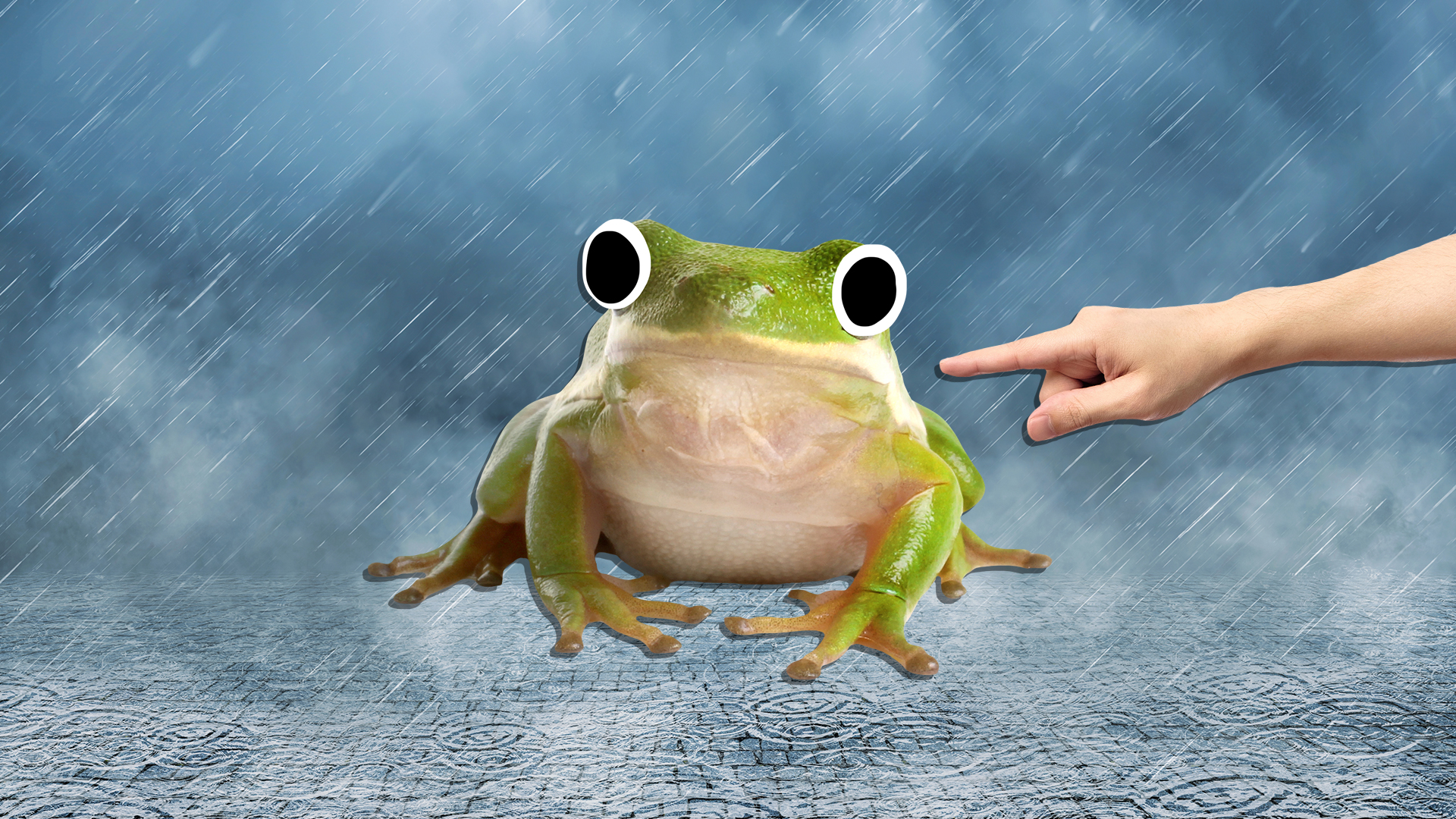 A wet frog