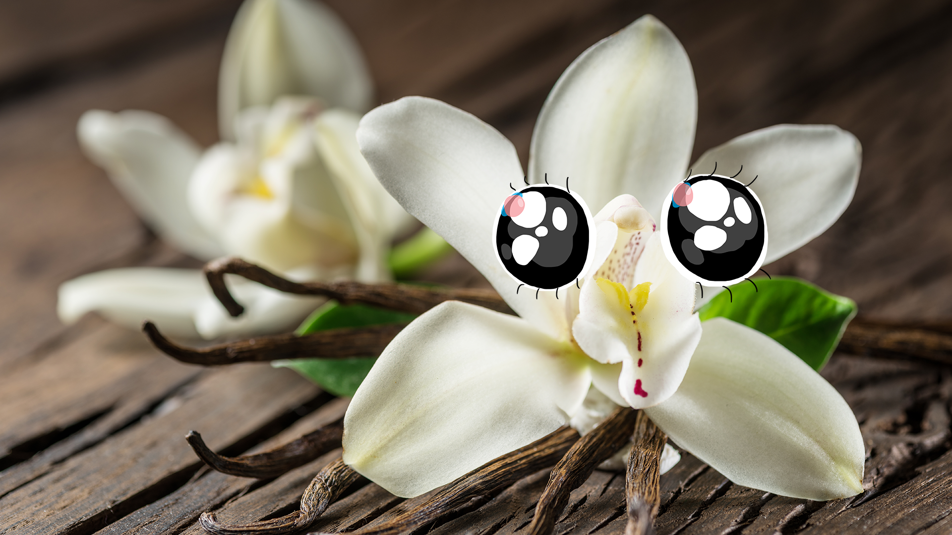 A delicate white flower with big cartoon eyes