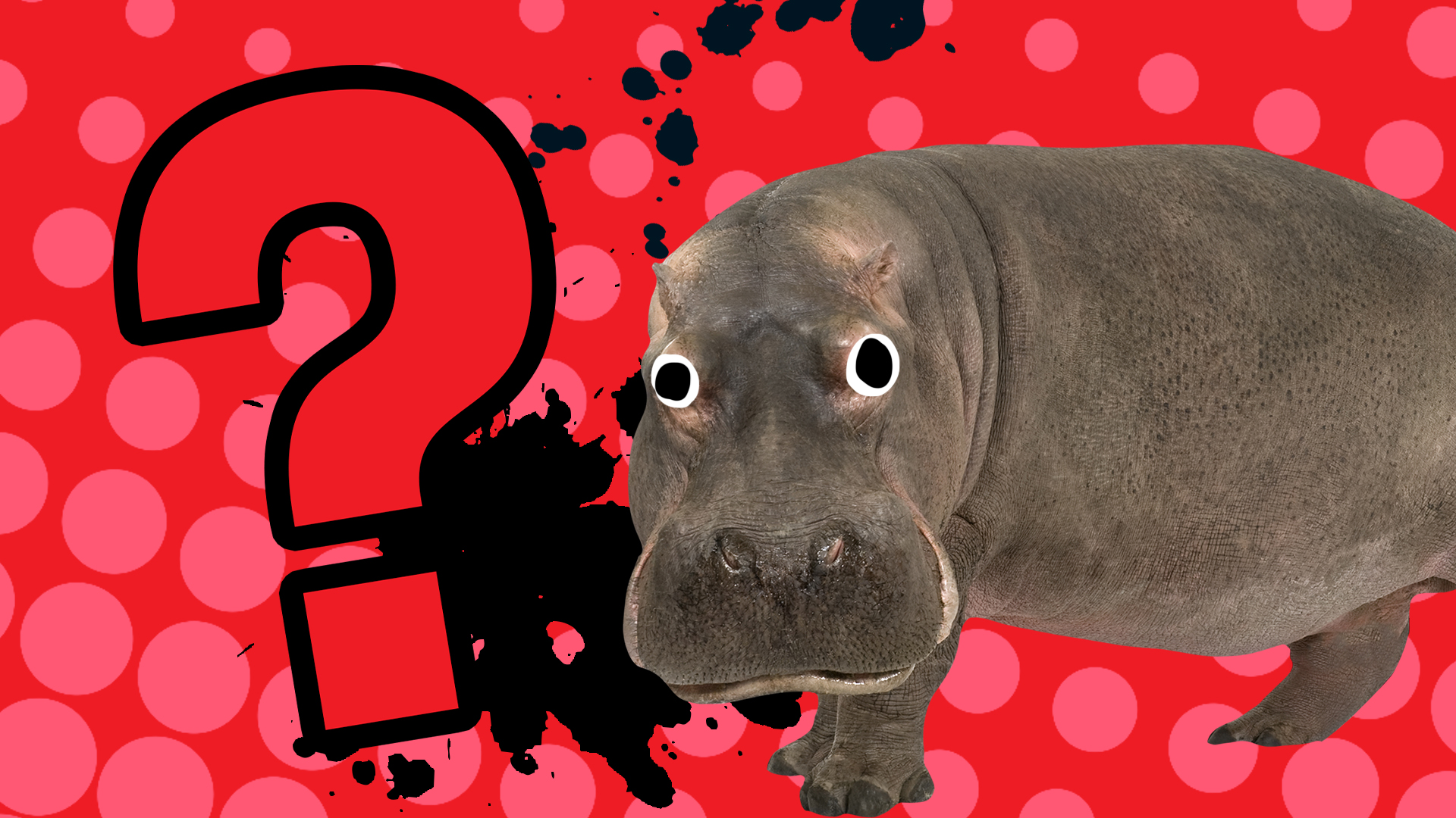 A hippo thinking about answers 
