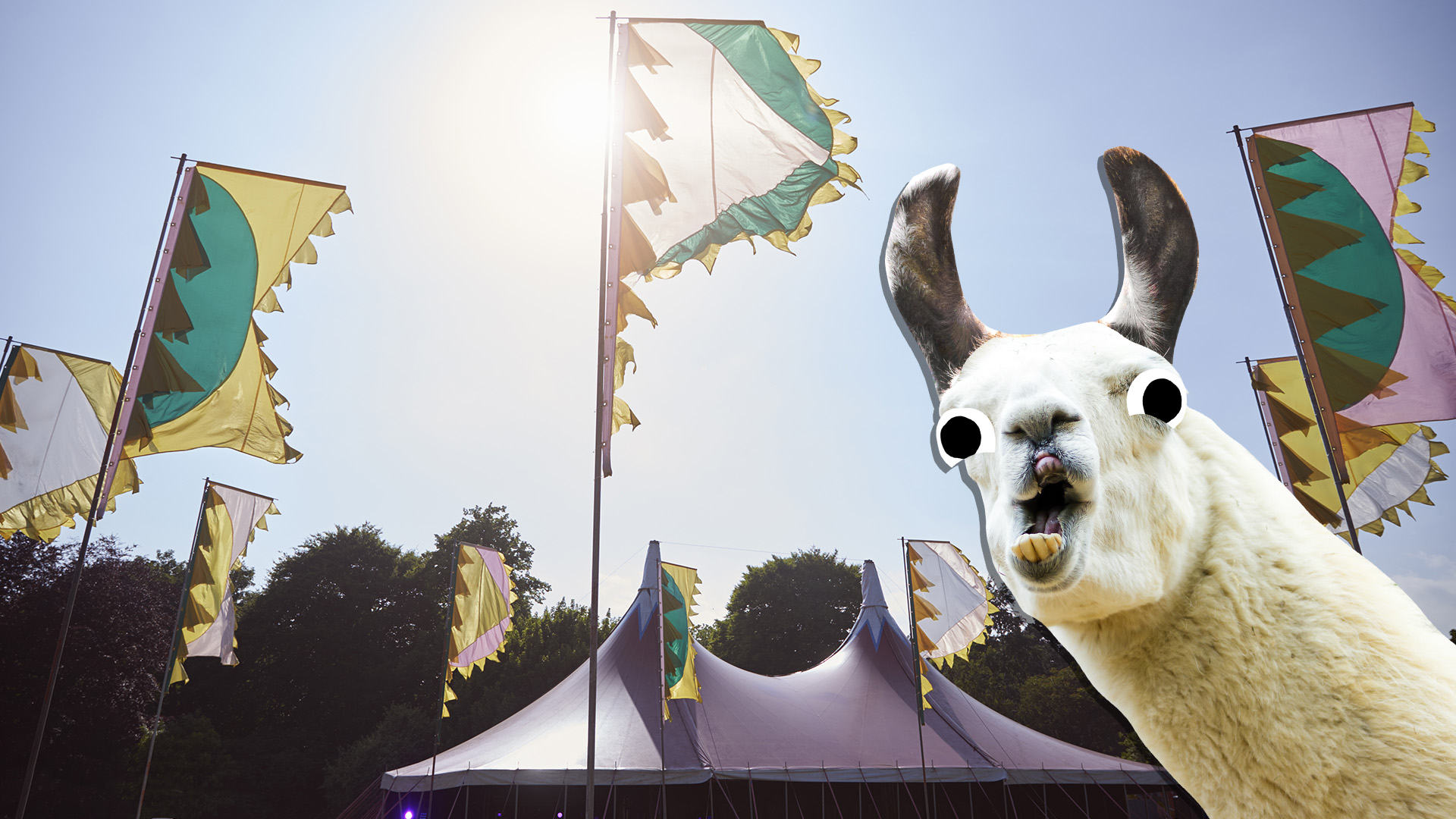 A llama at a music festival