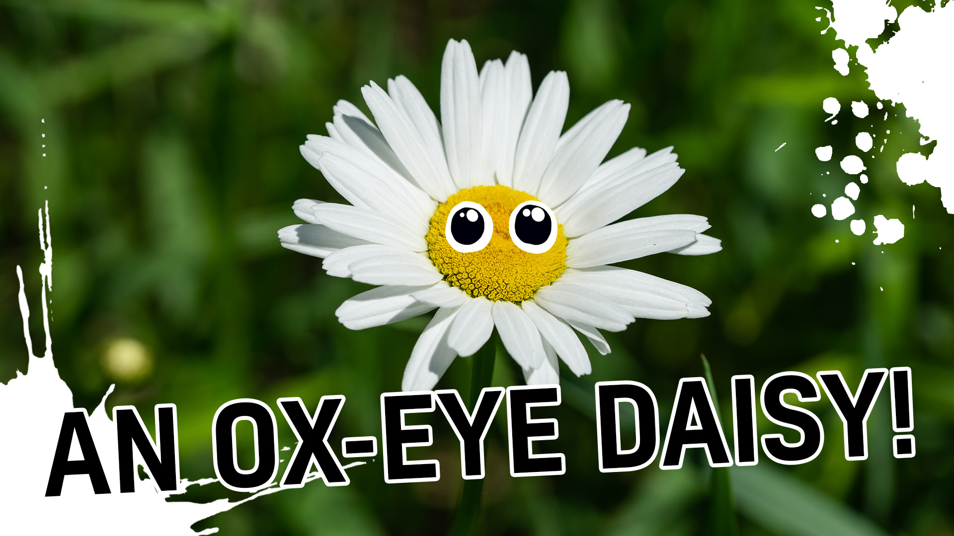 Result: Ox-Eye Daisy