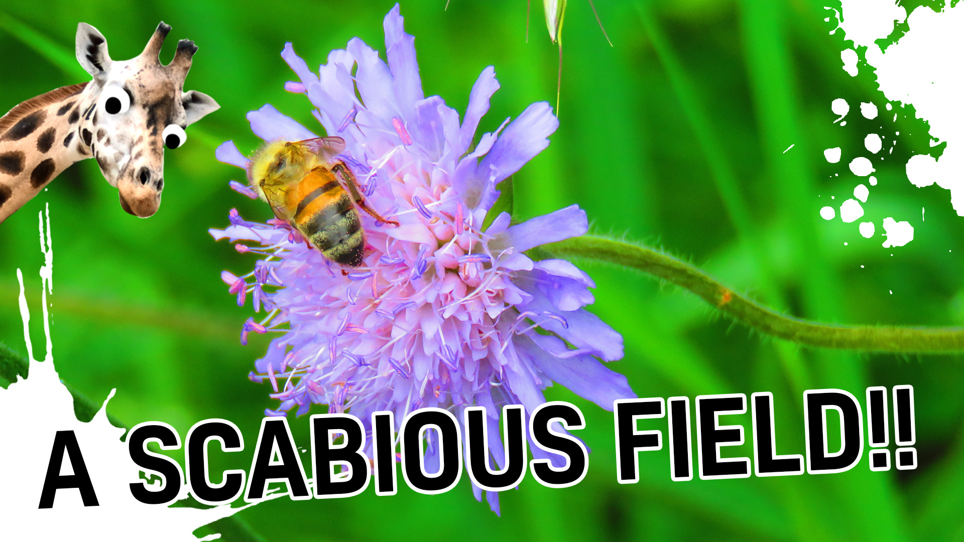 Result: Scabious Field