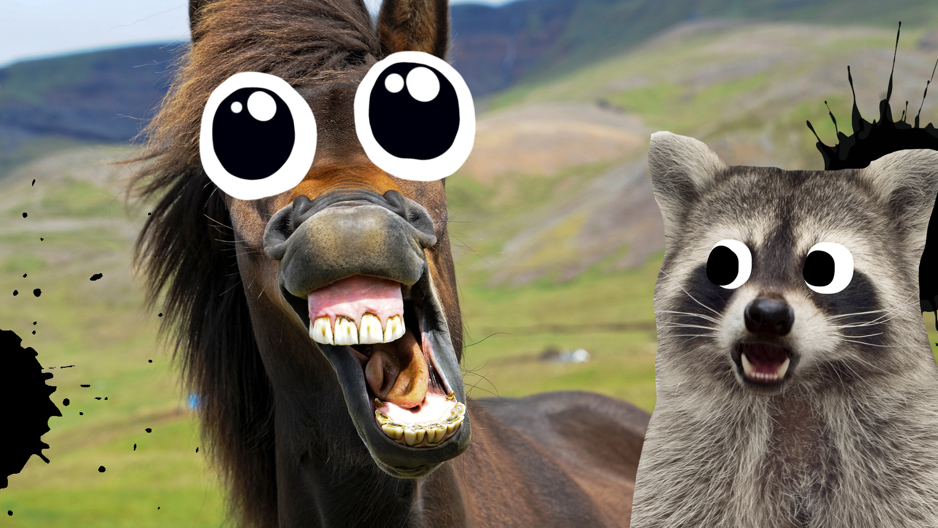 A laughing horse and a racoon 