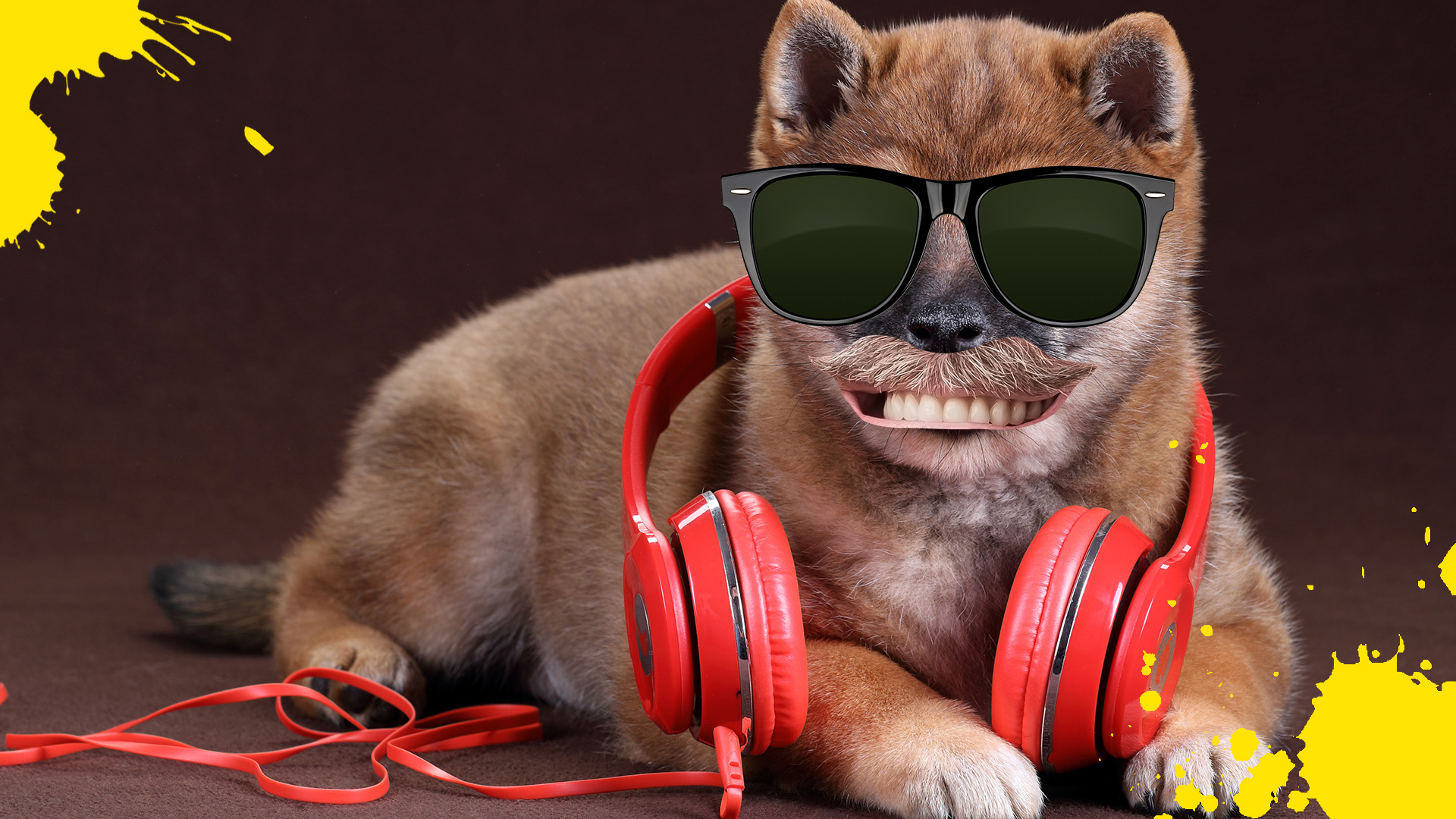 A dog wearing sunglasses and headphones 