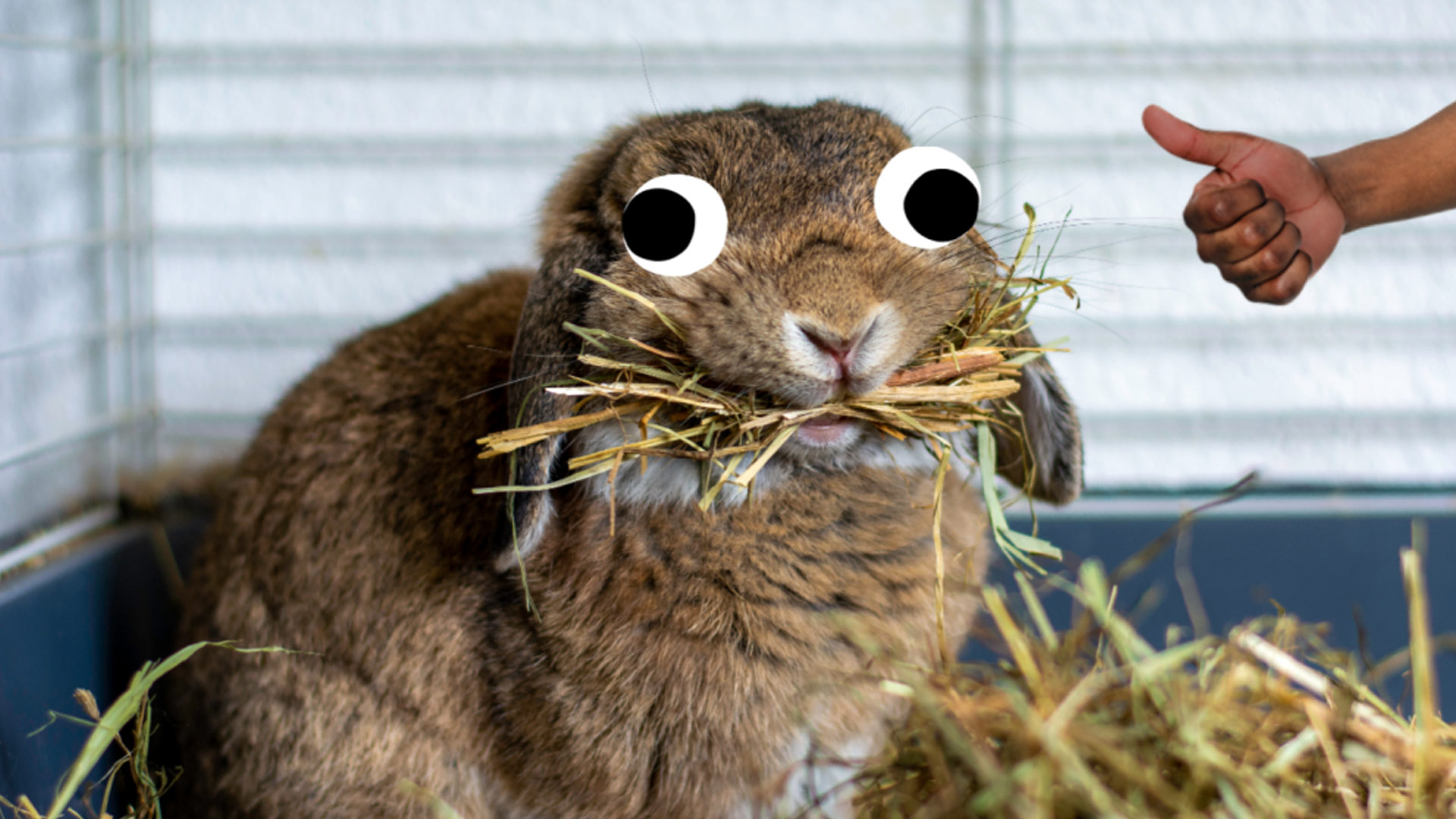 A happy rabbit eating hay