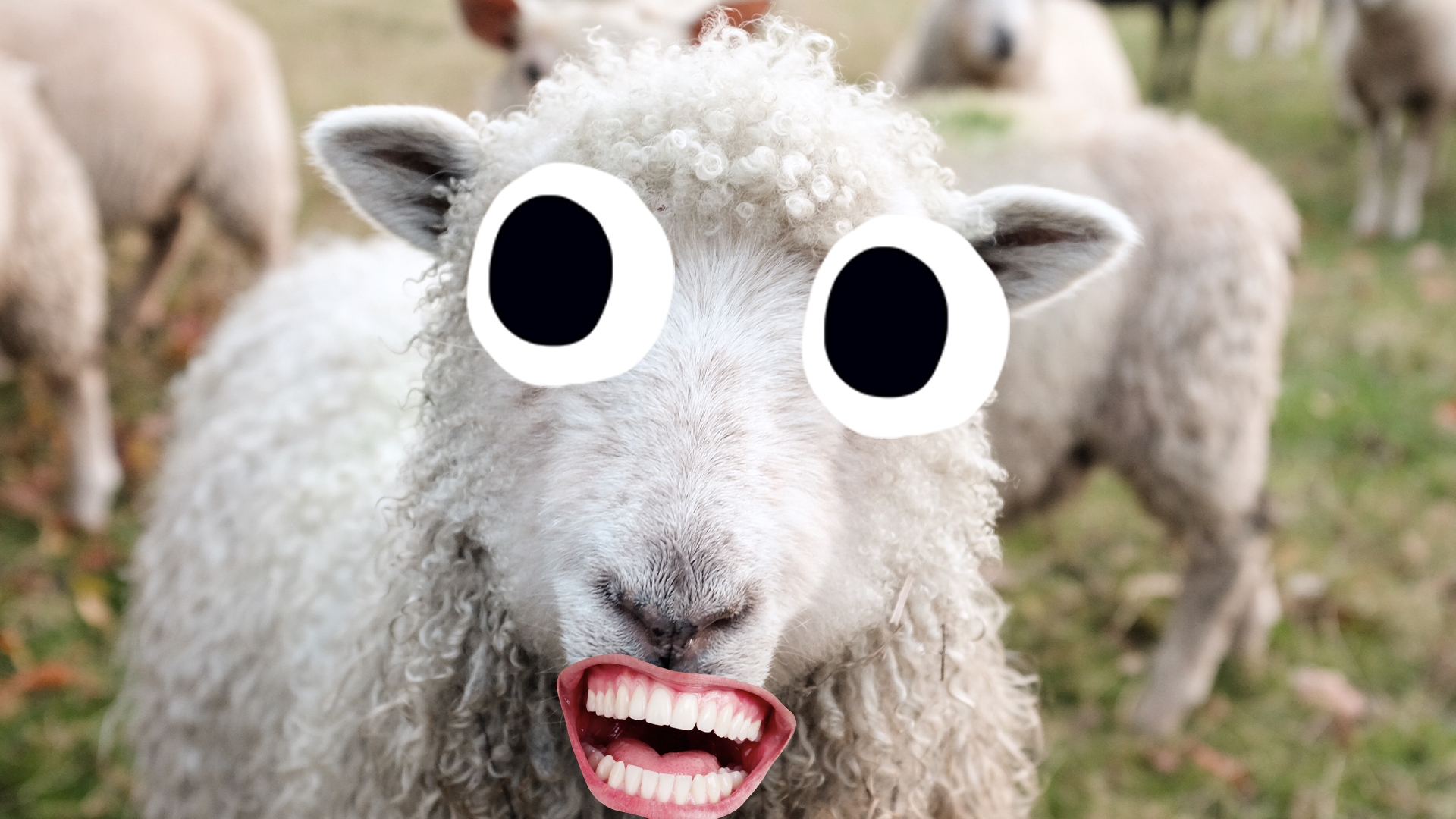 Derpy sheep