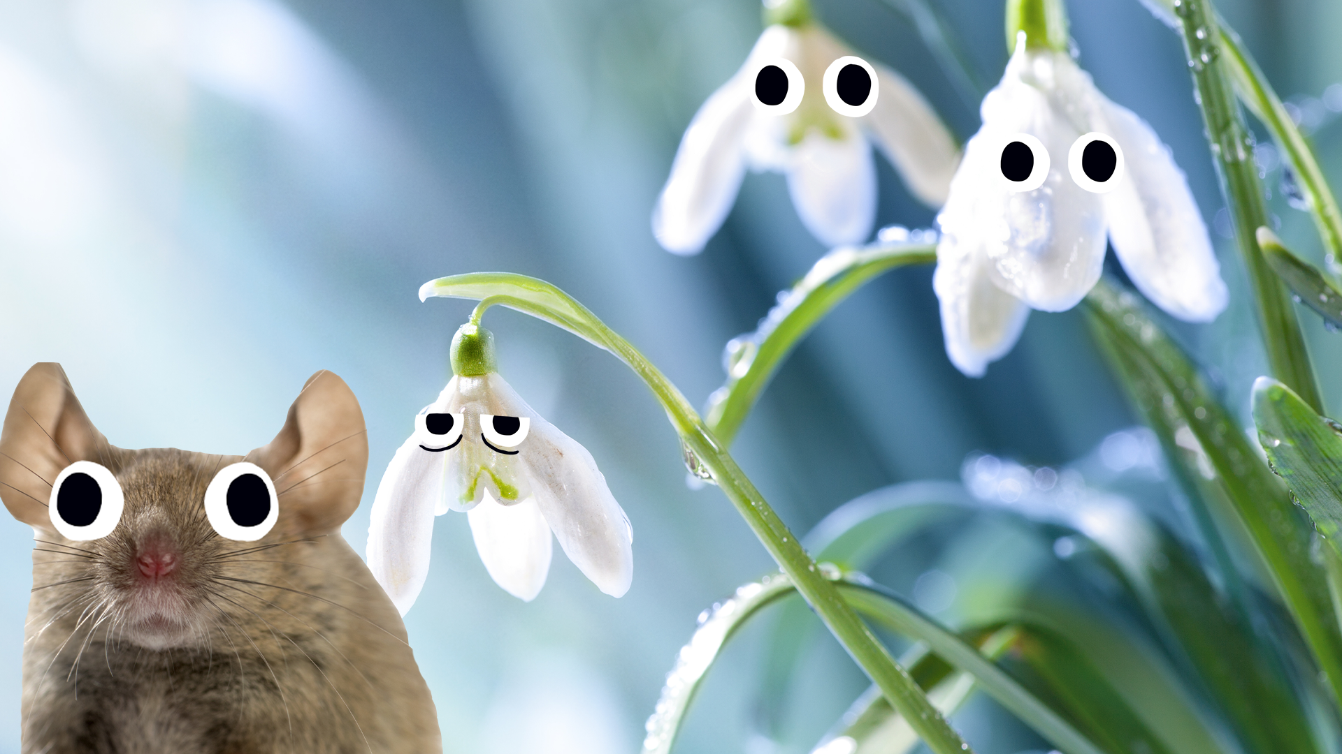 A Beano mouse and snow goofy snowdrops