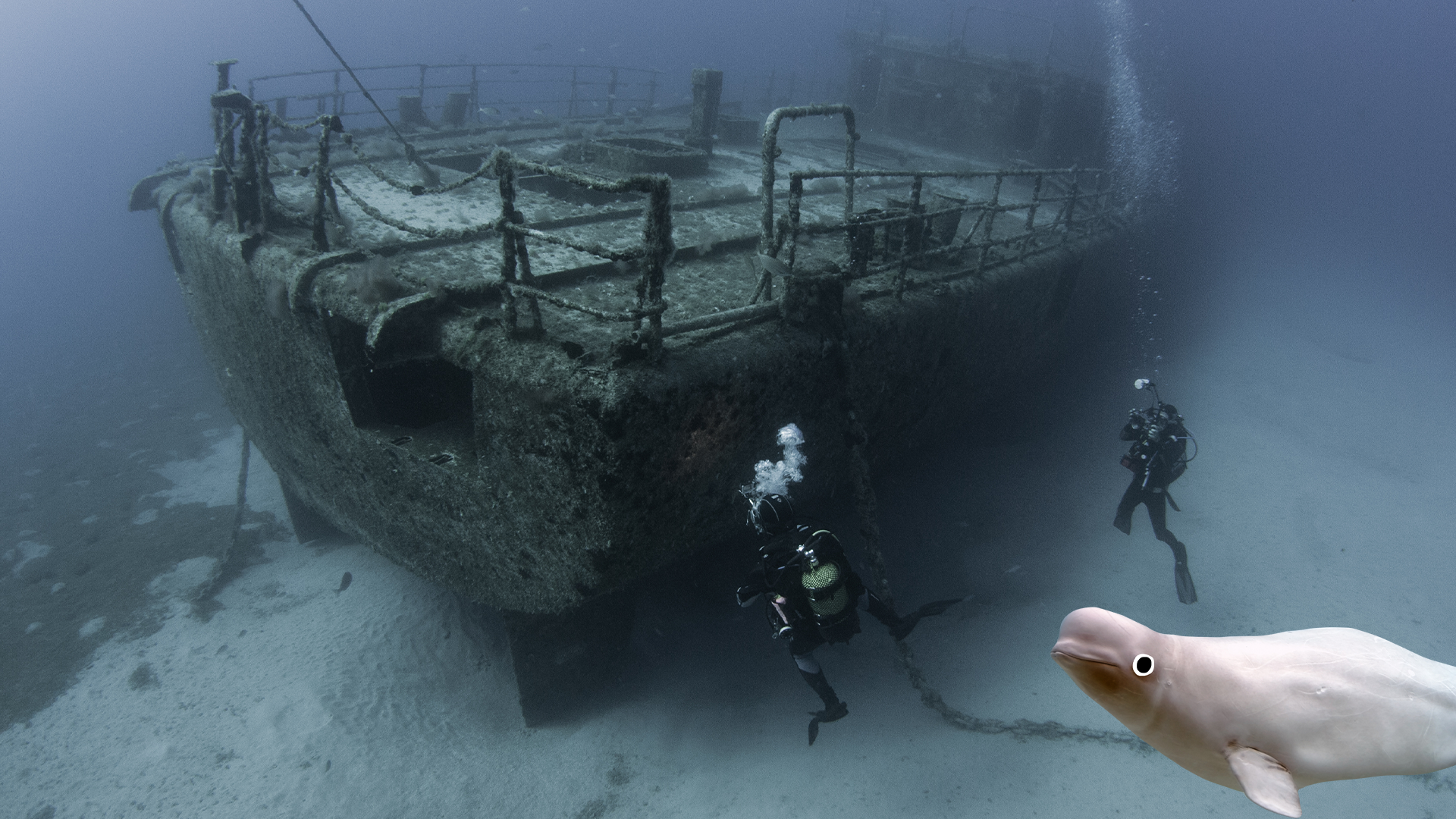 Underwater shipwreck and Beano beluga