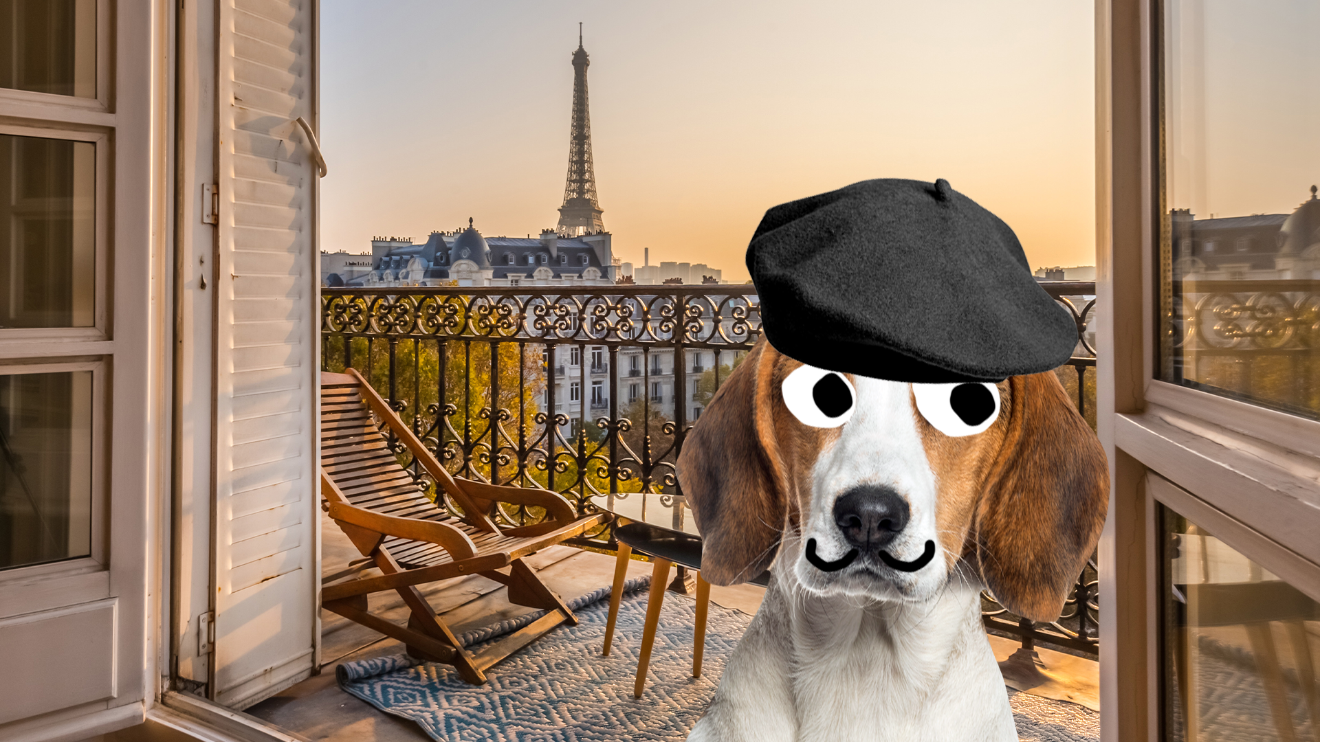 French dog in Paris