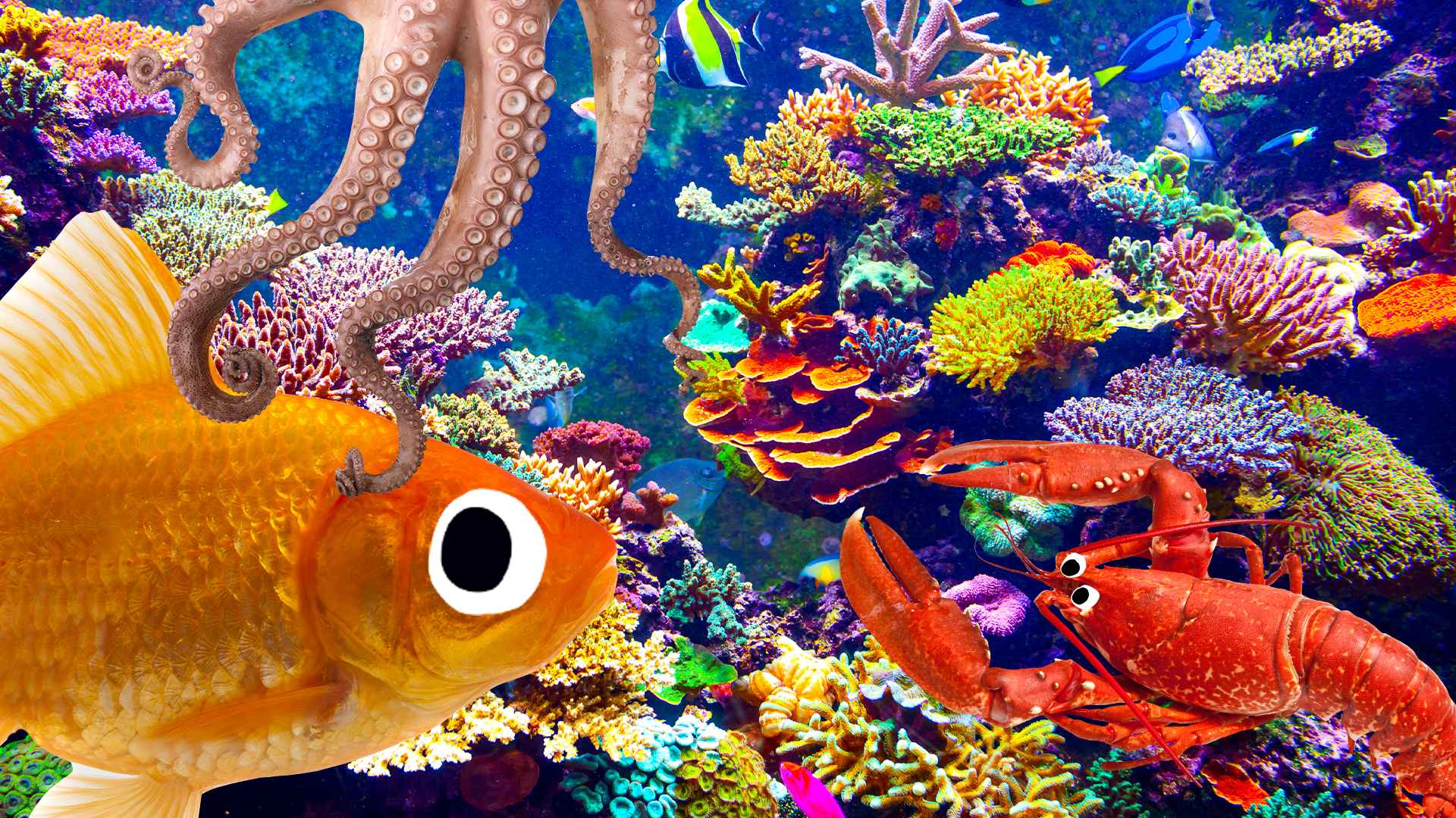 Sea creatures on an underwater reefs