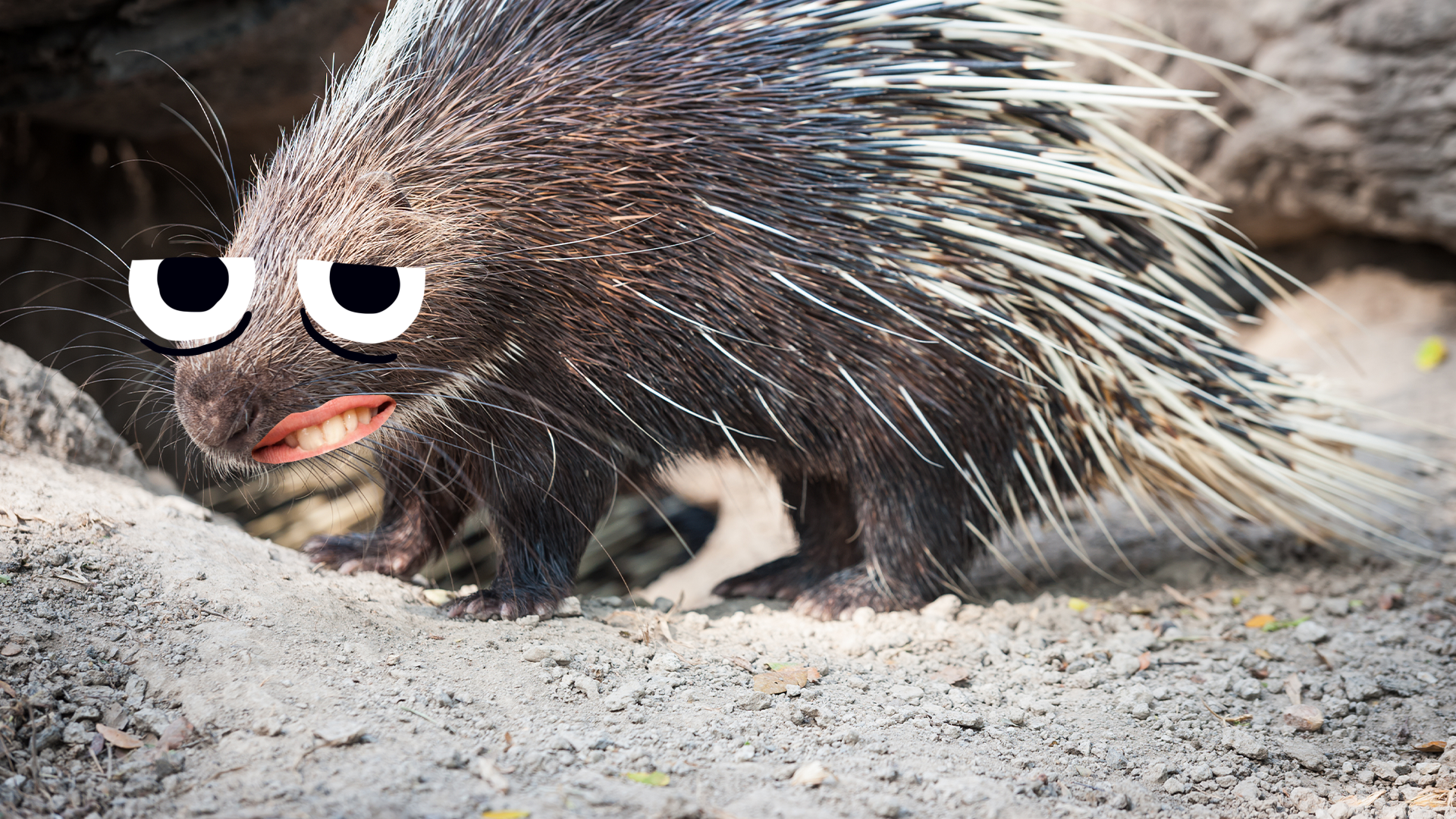 Grumpy looking porcupine