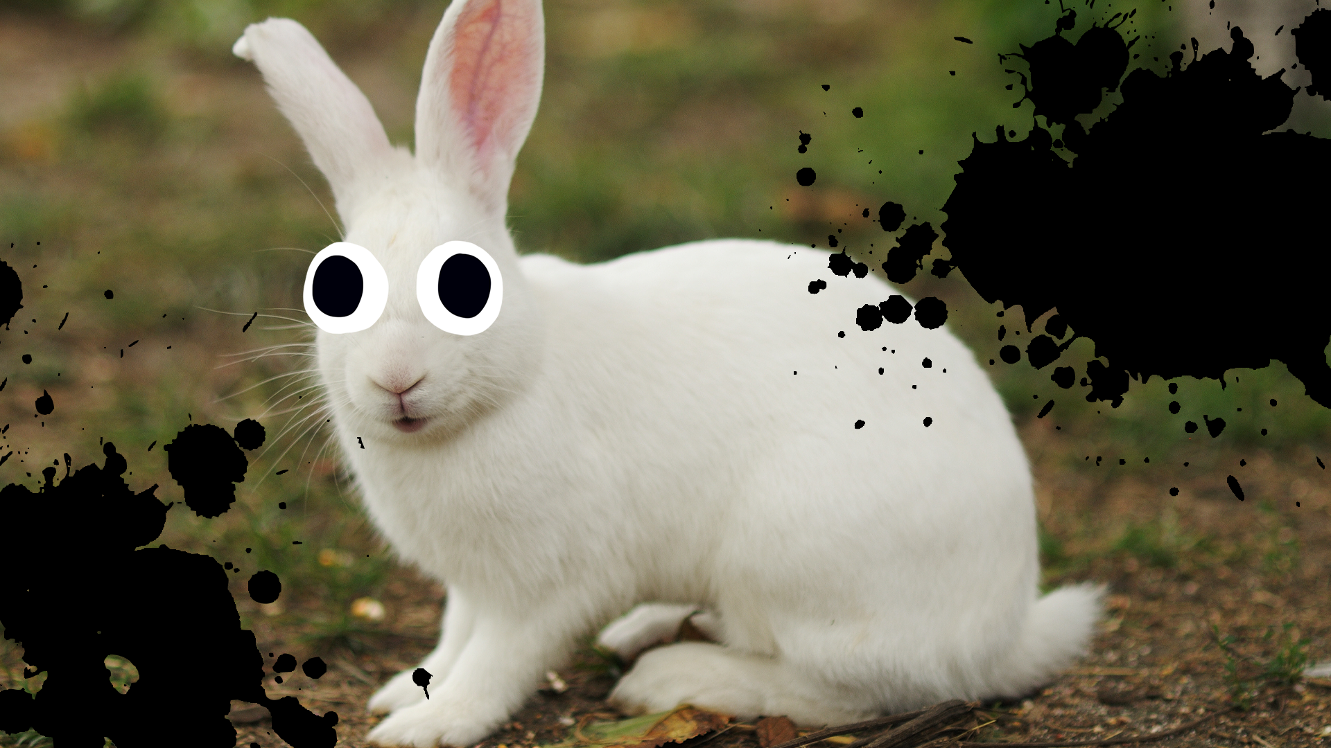 White rabbit with black splats