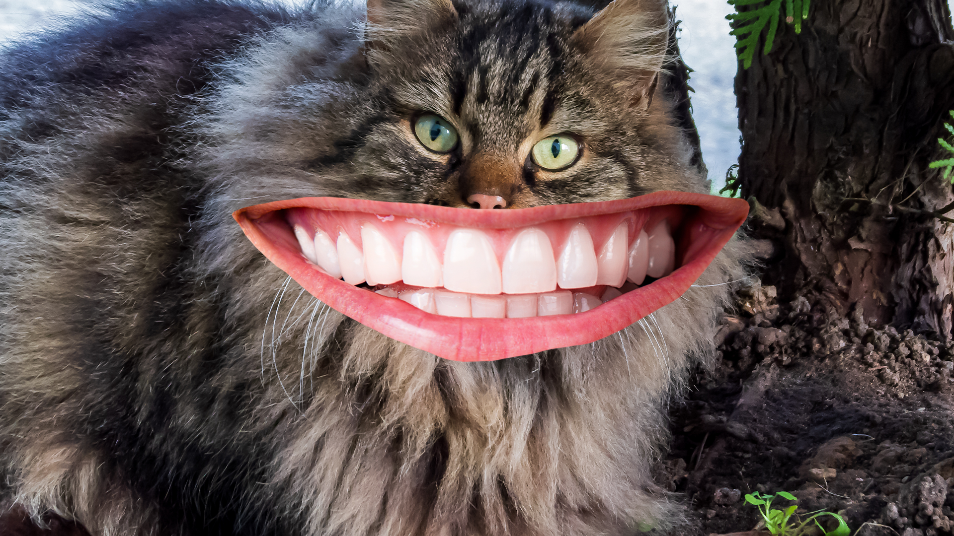 Cat with giant smile