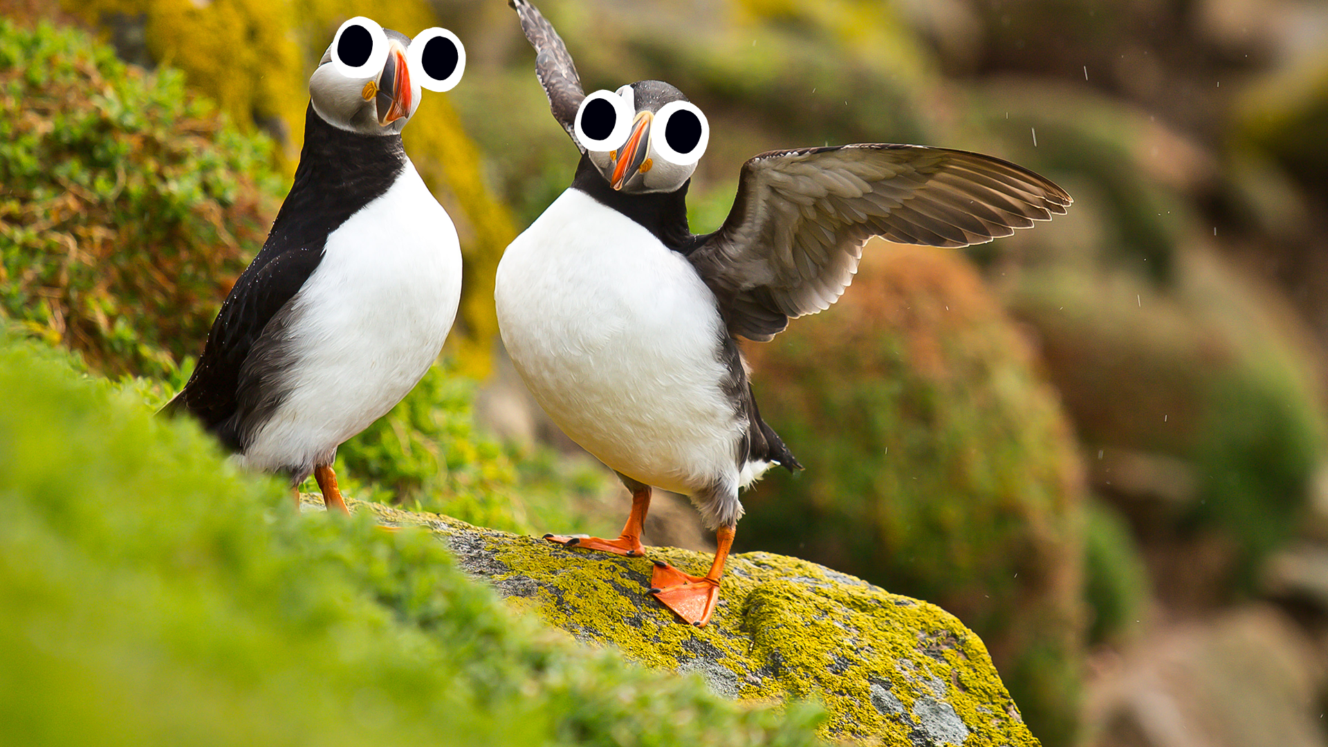 Two cute puffins on some rocks