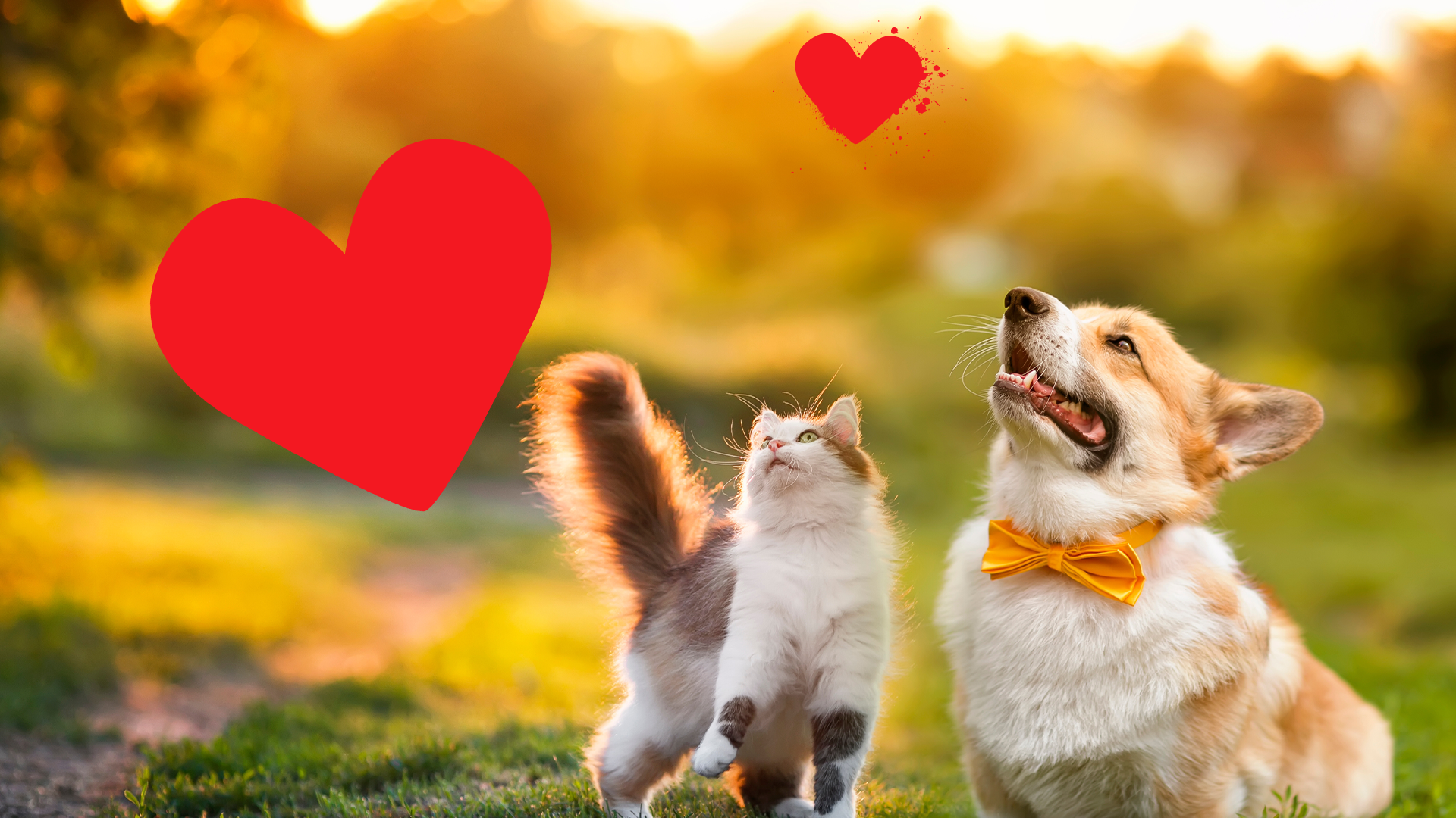 Dog and cat being cute with hearts