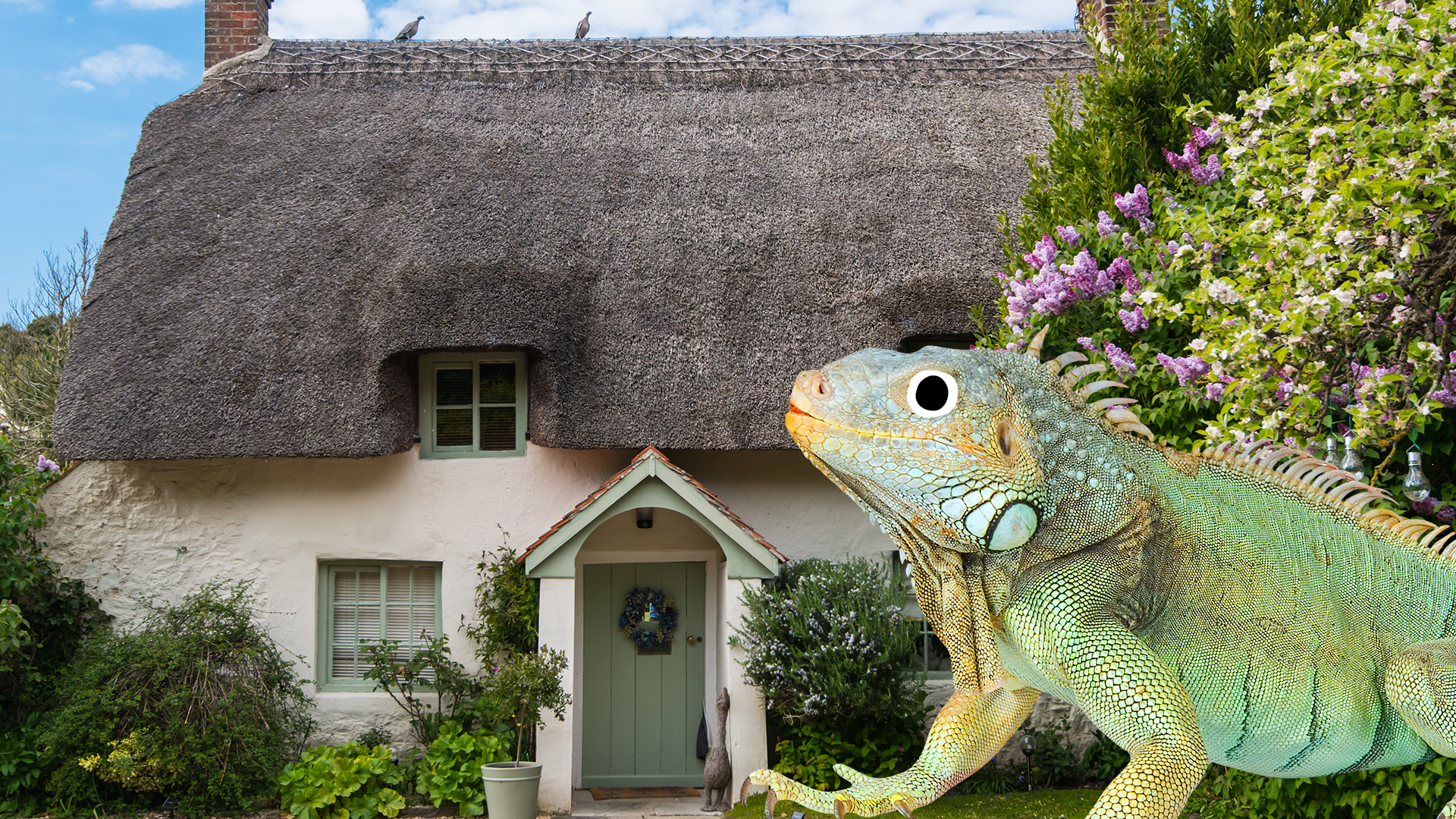 A cottage and a Beano iguana