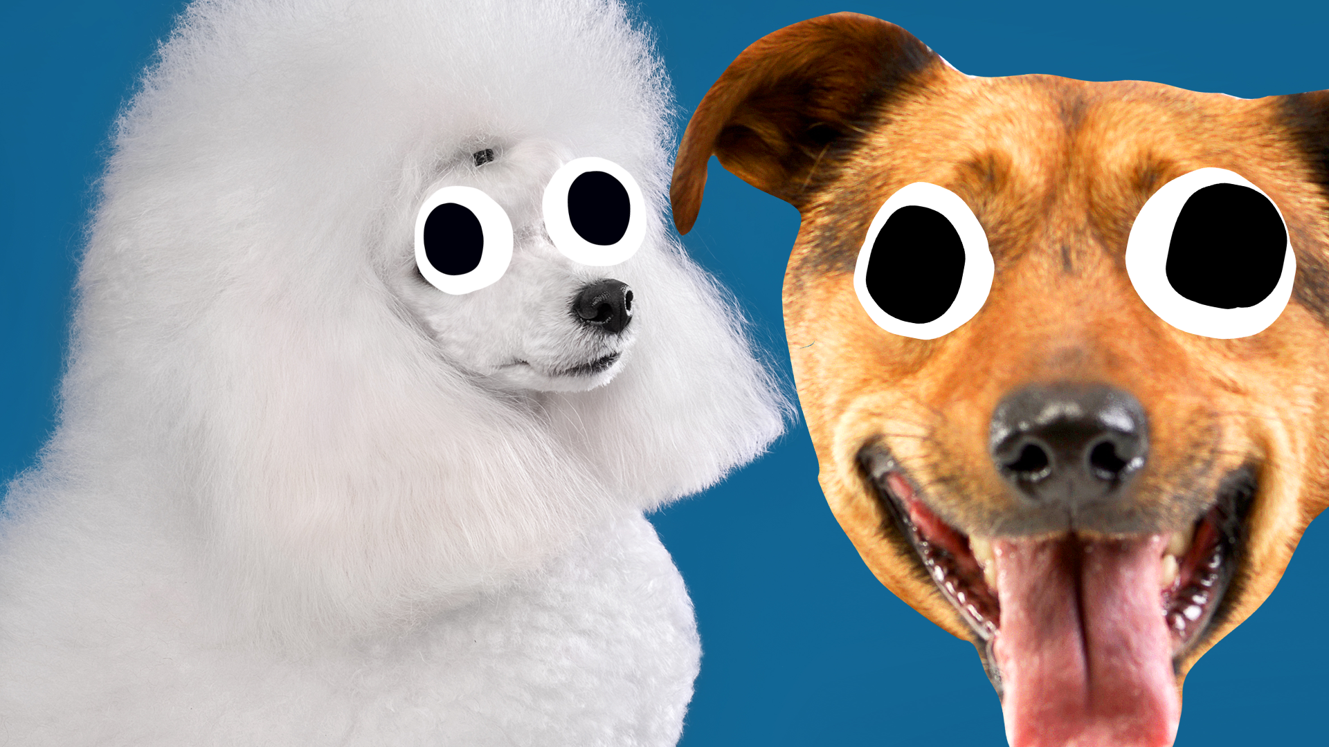 Poodle and goofy Beano dog