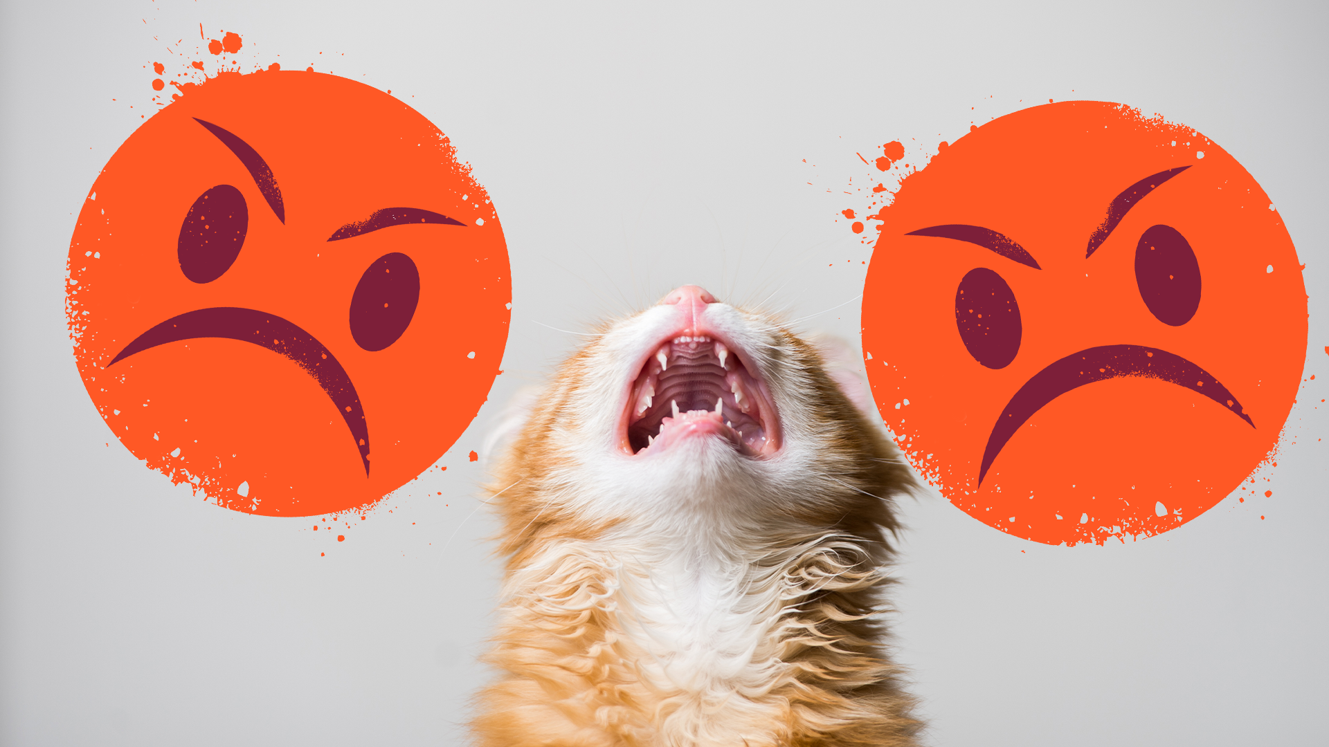 Angry cat and angry emojis