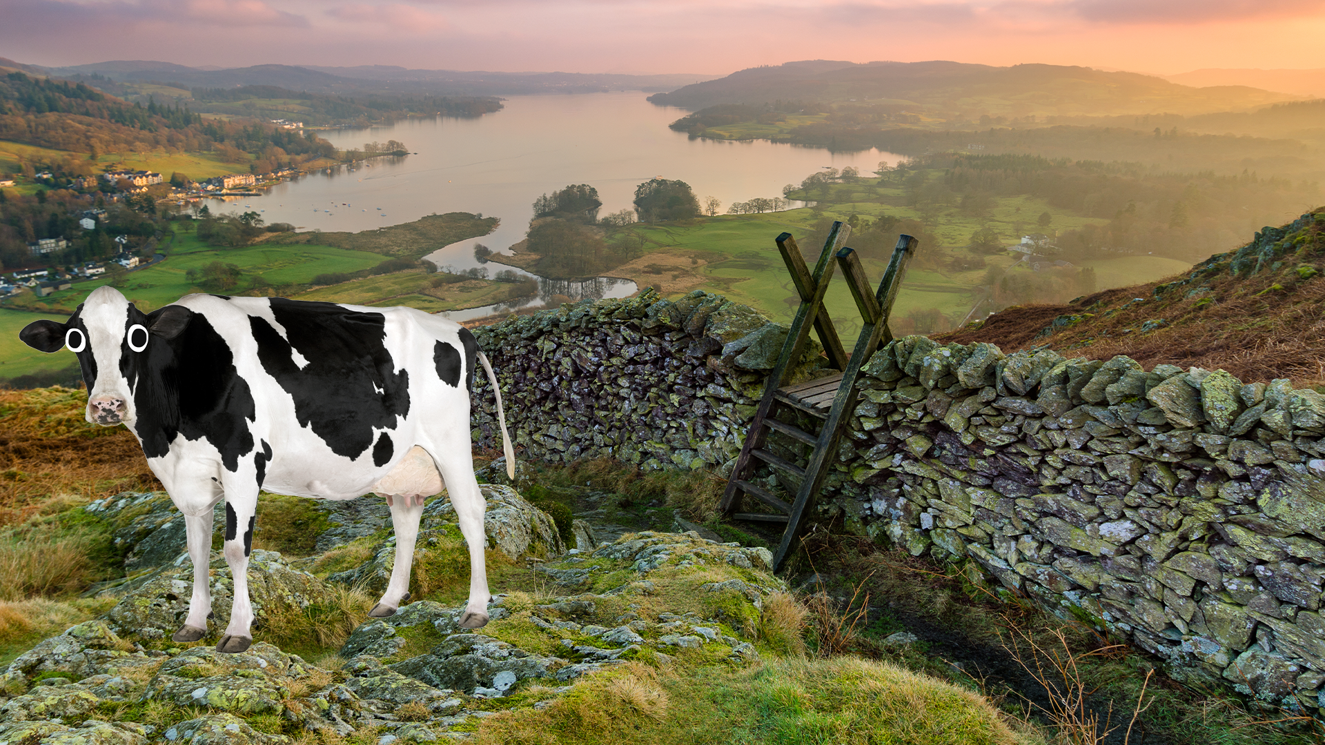 The Lake District and a Beano cow