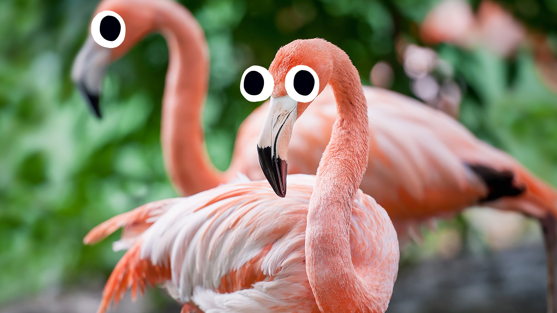 Goofy looking flamingos