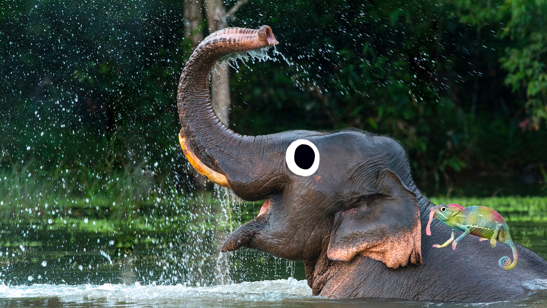 Elephant in water with Beano chameleon