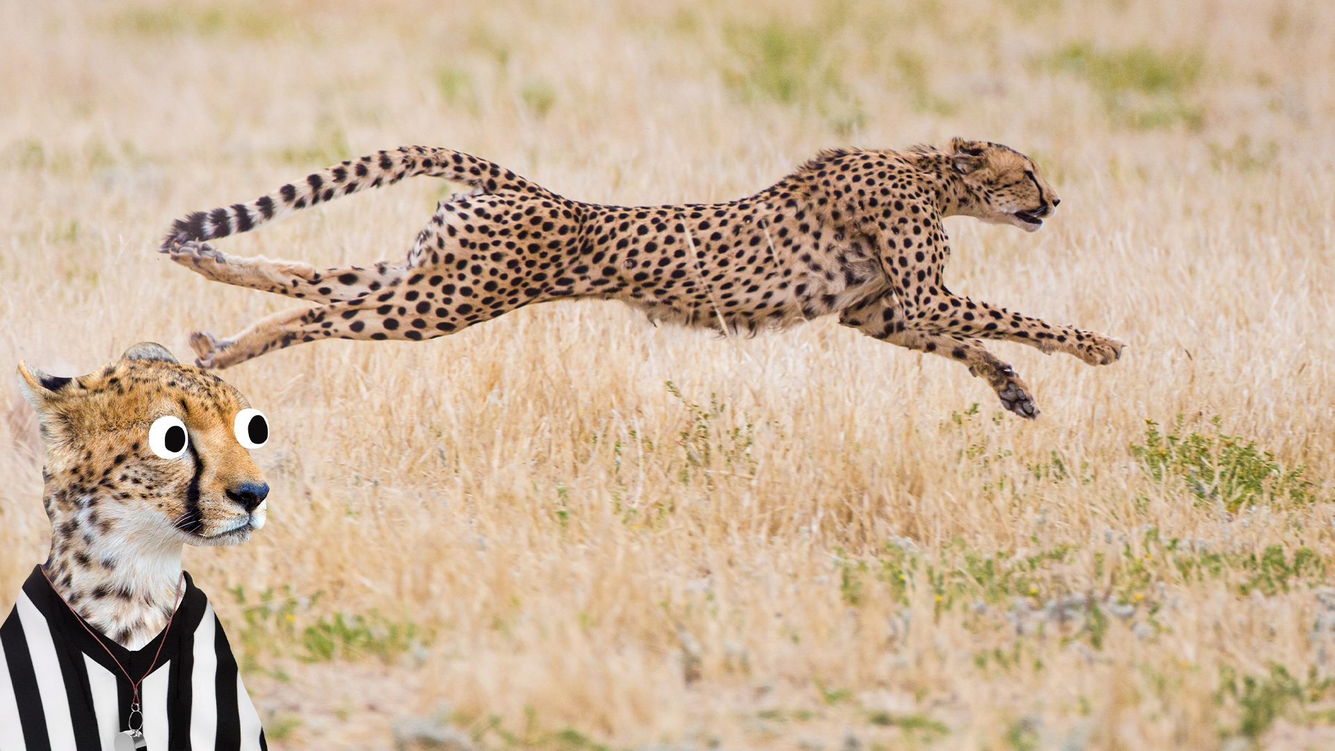 Running cheetah and surprised looking cheetah referee