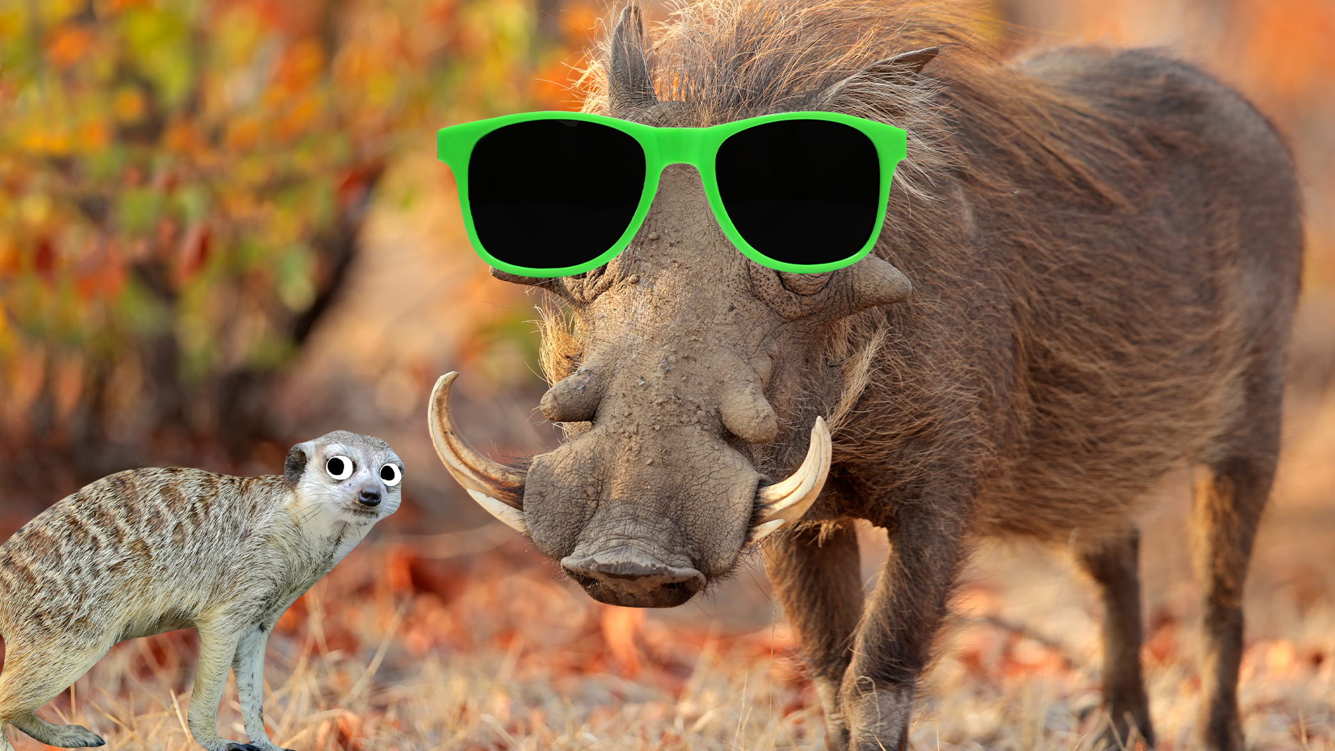 Cool looking warthog and Beano meerkat 