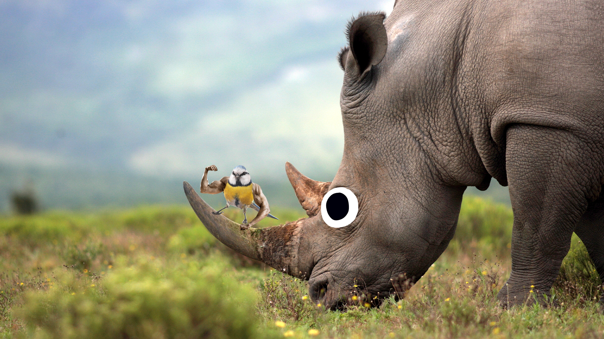 A rhino with a Beano bluetit on its horn