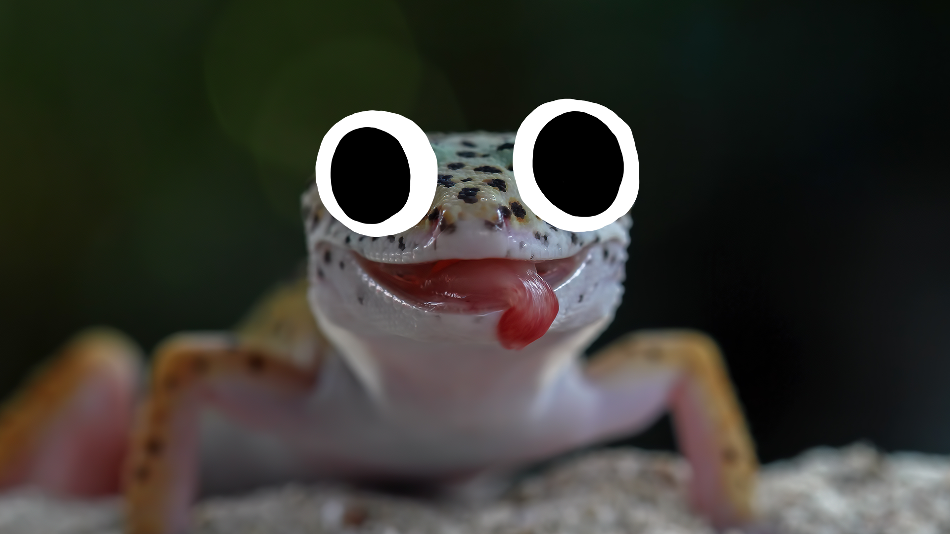 A lizard sticks its tongue out