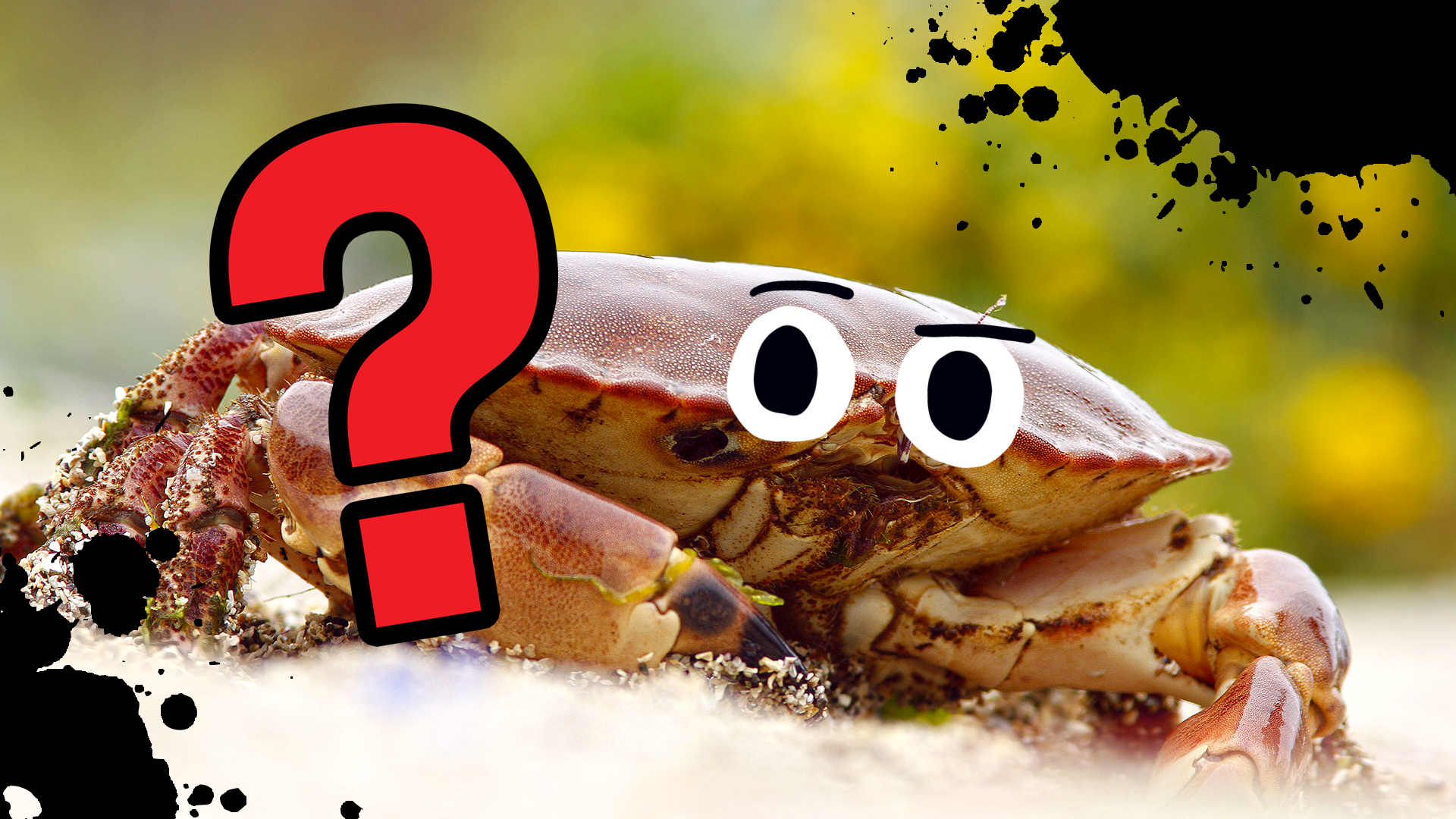 A brown crab looks confused