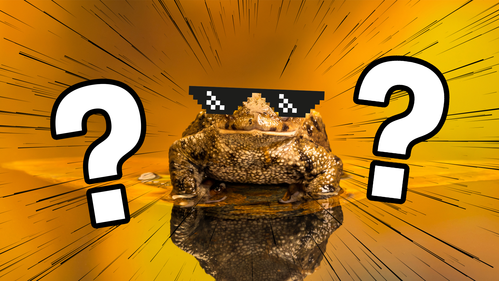 A cool toad is wearing sunglasses