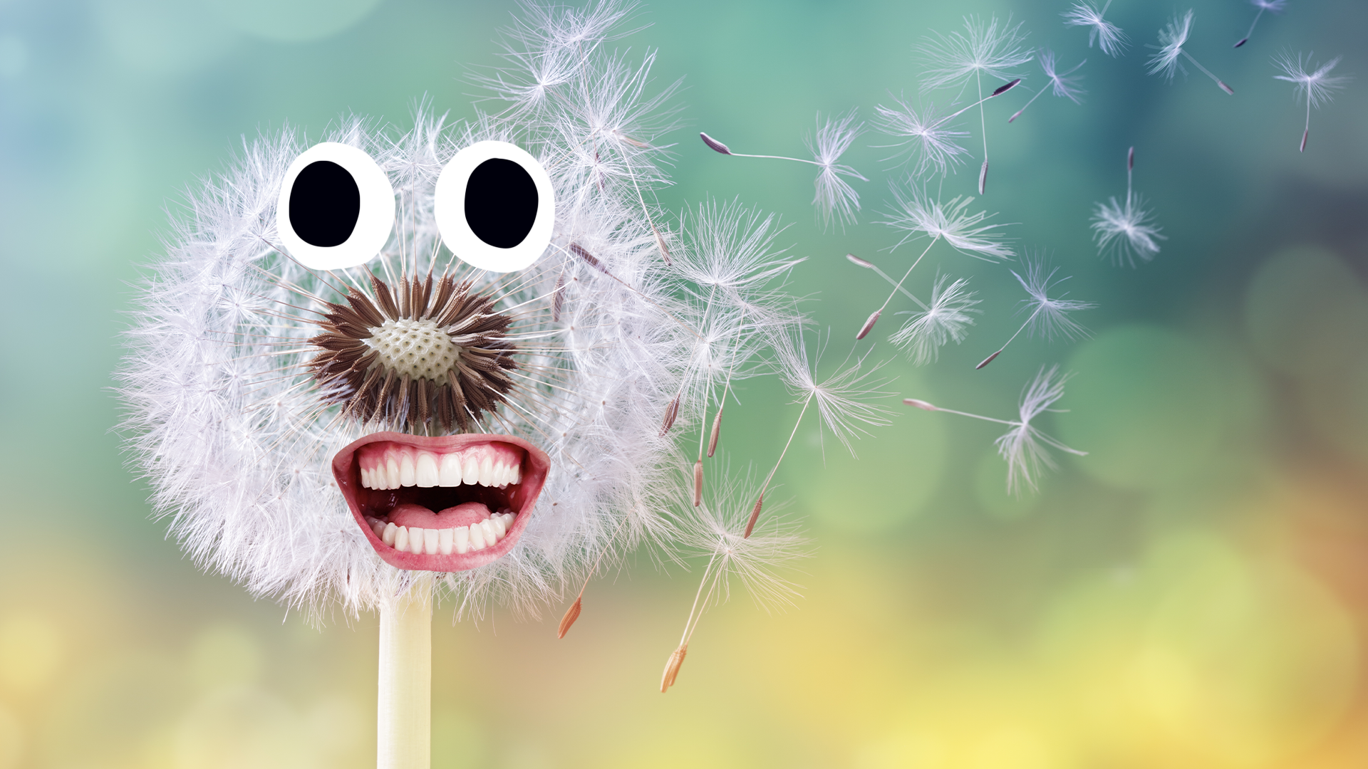 Dandelion with goofy face