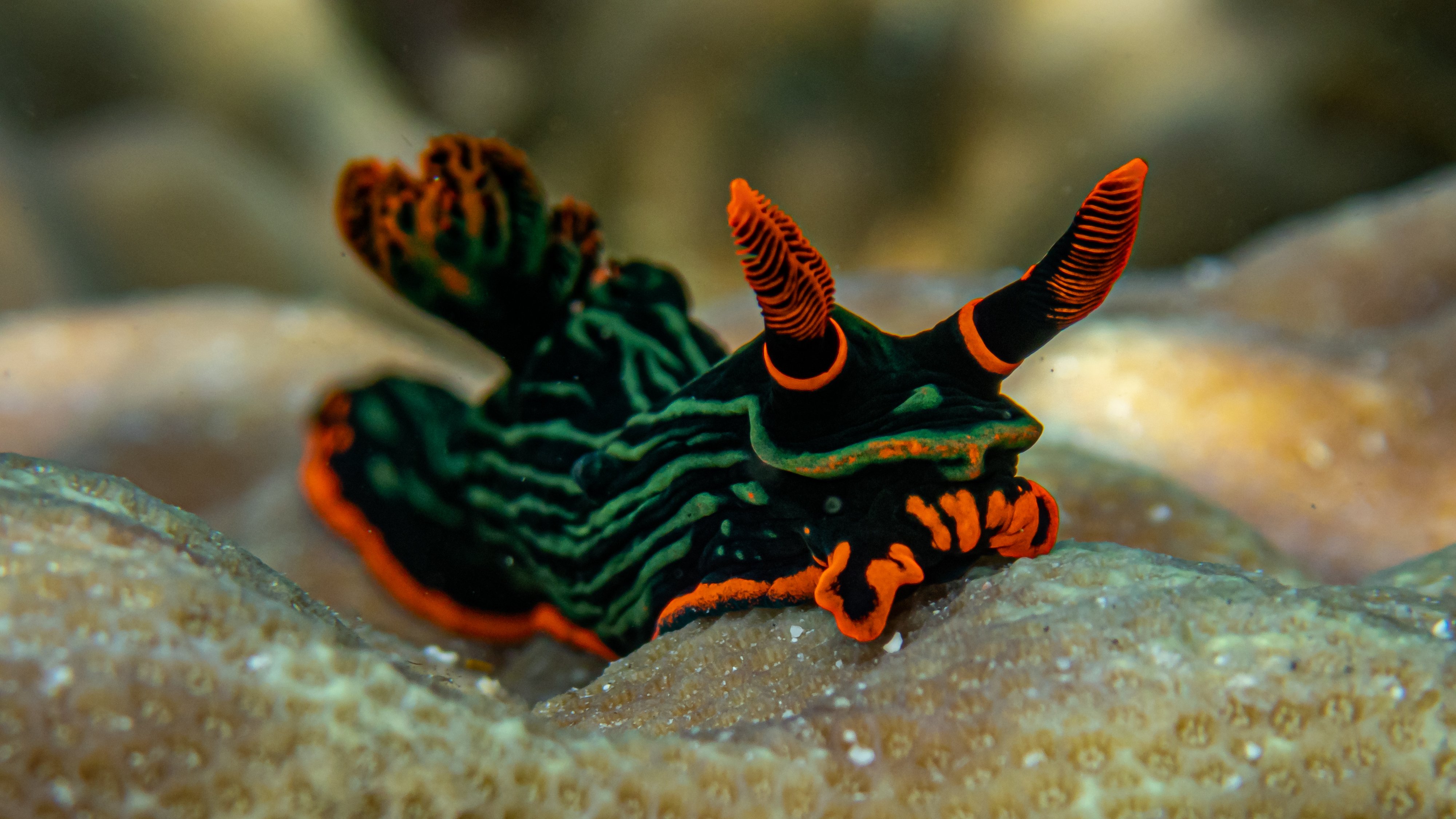 A happy nudibranch