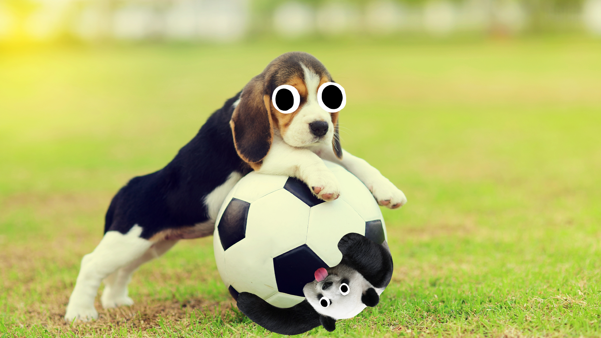 Cut dog and derpy panda on football