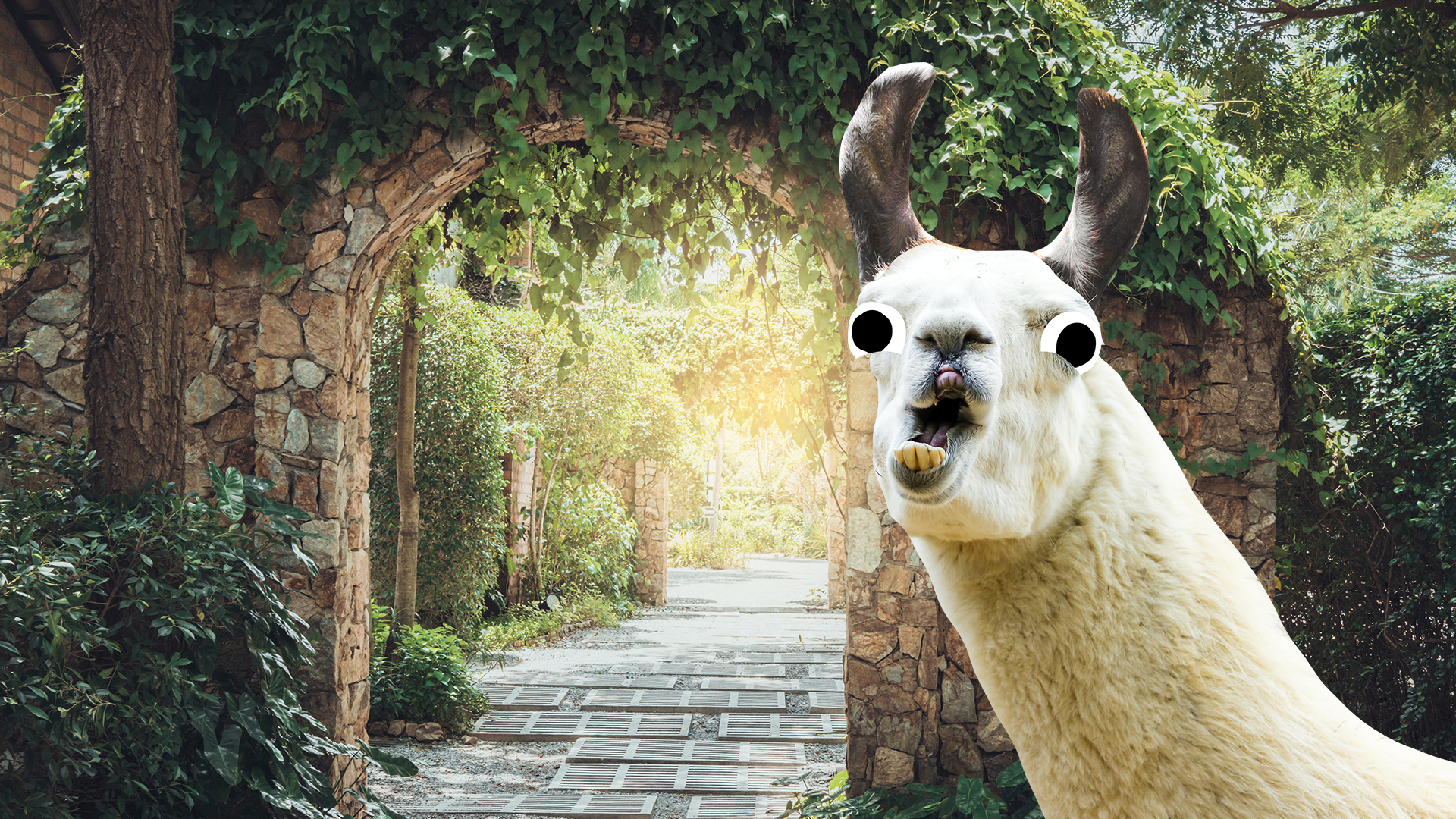 A derpy llama in an ivy covered ruin